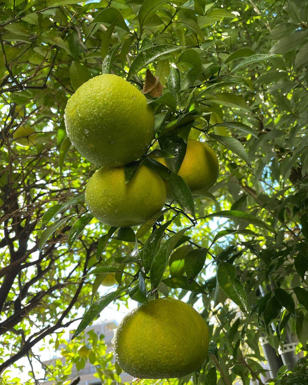 飯島直子さんのインスタグラム写真 - (飯島直子Instagram)「こんにちは^ - ^♪  今朝も寒かったですが晴天です  雨もすきですが、晴れるとやはりキモチがいいですね  今日はやっとこ起きました  晴れてても起きるのがしんどいです^ - ^  12.13日のへんじすこしです＾＾  千里ちー坊誕生日おめでとう♪ 今年は里玖殿に親方と♡幸せな誕生日だね^ - ^ 片付け大変だけどぼちぼちやって！健康に気をつけ 家族みんな元気でステキな一年になりますように♪ いつもありがとう^ - ^  myk.3110_55才誕生日おめでとう♪ お母さんおもしろいね( ´ ▽ ` )55元気に迎えられ 感謝だね♡カラダに気をつけ楽しく！良い一年になりますように♪  zhn427誕生日おめでとう♪ お父さん、心配だね…元気に回復することココロから祈ってるよ、あなたもカラダに気をつけ、来年も、そして今年も良い一年になりますように(*´-`)  colino1301！下肢静脈瘤の手術、昨夜は眠れたかな？不安だったね…大丈夫だよ！手術頑張ってきてねᕦ(ò_óˇ)ᕤ祈ってるよ！  主治医のとこへ野暮用、苦手な集まり！ 頑張って乗り切ってきてね！ファイトひでやん！  na_saaaan♪お母さんにもよろしく♡  タモツも風邪ひかないようにね！  愛猫が肺がん…長生きできるよう祈ってる(*´-`) あなたも体調に気をつけてね、keiko.y07！  wakatoiかおり♪  聖の彼氏はシロ♡  ジャケットゲット！お揃い^ - ^なおか♪  kun.soran先月はあなた♪先日愛犬、今日は長男♪ 来月は夫の誕生日！！おめでとう♪おめでた続き！ 健康が一番だね^ - ^家族全員健康で元気にステキな一年にしてね♪  亜紀子♪  あっちゃんありがとう^ - ^♪  yoshie.3_nm！届いてるよ^_^♪  aiai♡  ごめんなすって！^ - ^ありがとう！たまき！  八兵衛日記読んでるよ^ - ^ぷく♪  野暮用お疲れさま！安全運転大事ね^ - ^つみき♡  みか茶♡  エトバス、エトヴォス…ボス？エトボス^_^？  9237.rin♪ありがとうすぎるよ！^ - ^  ダラダラゆみガンバレ！！  今日は食べるものが見当たらなく蕎麦  茶そば(麺つゆ)  おにぎり(残)  食後、足りなくクリームパン(セブンイレブン)  いつまでも食べていたらこんな時間に  火曜日です、姉から「買い物へ行ってくるね♪」と メールきました  恋人か？  今日もほどほどに頑張りすぎずがんばろう( ´ ▽ ` )ﾉ♡」11月14日 13時10分 - naoko_iijima_705_official