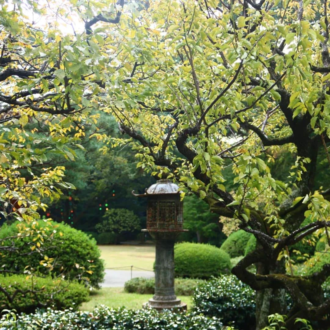 東京都庭園美術館のインスタグラム：「🍃🍂梅の木も少しずつ色づきはじめてきました🍂🍃 #庭園の四季シリーズ  芝庭から日本庭園にいく道にある灯籠。それを囲むように生える梅の木も、ゆっくりと葉の色に変化がでてきました。  当館は例年、11 月下旬から紅葉の見ごろを迎えます。ぜひ展覧会とあわせてご鑑賞ください。当館一同お待ちしております。  #東京都庭園美術館 #旧朝香宮邸 #庭園 #紅葉 #おさんぽ #東京 #tokyometropolitanteienartmuseum #teienartmuseum #garden #tokyo #tokyomuseums #momiji #mapple」