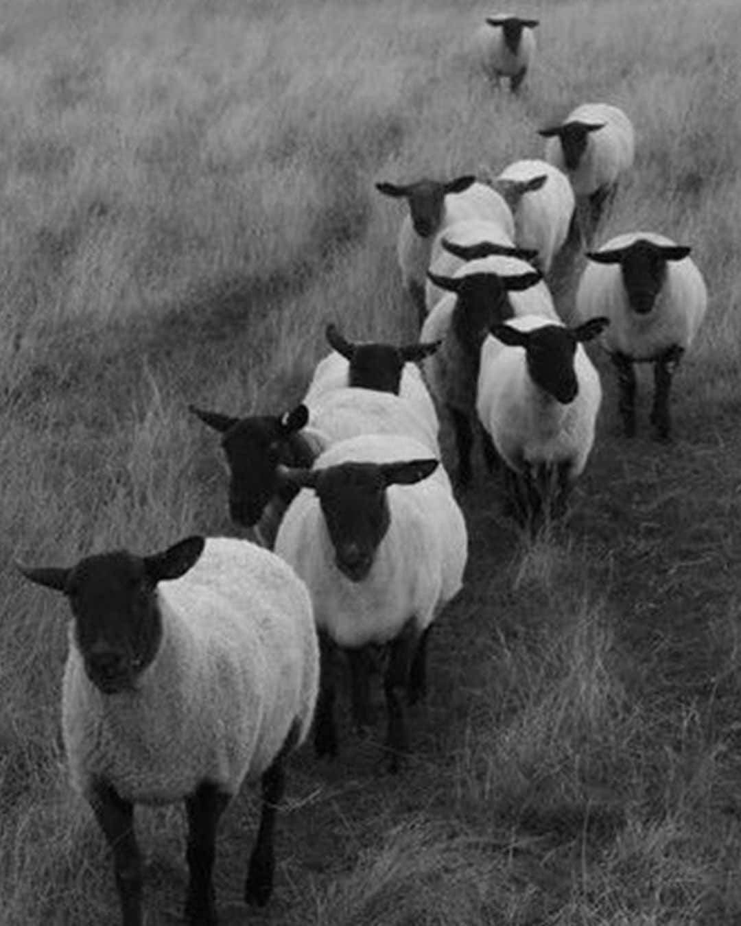 ジャマンピュエッシュさんのインスタグラム写真 - (ジャマンピュエッシュInstagram)「The little Baabaa sheep will follow you everywhere you go ❤️ #jaminpuech #uniquebag #embroideredbag」11月14日 20時35分 - jaminpuech