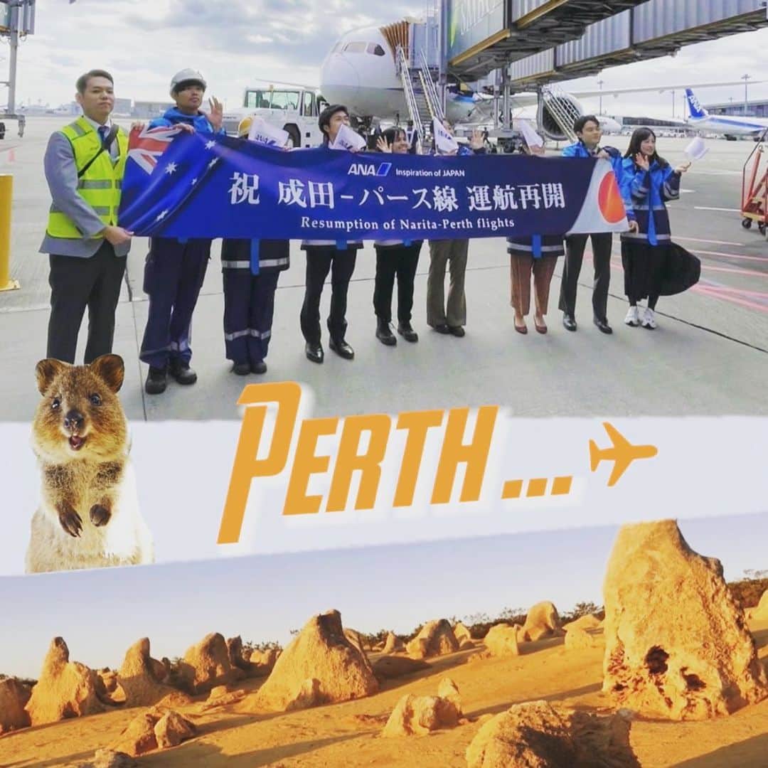 ANAのインスタグラム：「✈️10月29日より成田ーパース線就航再開しました✈️  ーーーーーーーーーーーーーーー  西オーストラリア州の世界一美しい街 #パース はご存知でしょうか🇦🇺 果てしなく続くビーチや綺麗な海沿いの公園、便利な公共交通機関 驚くほど美味しい料理の数々が楽しめます♪ オーストラリアで人気の動物 #クオッカ にも触れ合うことができます💙 ぜひ成田からパースへ行ってみませんか？🐨  ーーーーーーーーーーーーーーー  【フライトスケジュール】 週3日/水・金・日 成田→パース：NH881（11：20発、20：30着） パース→成田：NH882（21：55発、翌8：30着）  #allnipponairways #ANA #成田 #オーストラリア #パース  #旅行 #パース再就航 #クオッカ #Australia #perth」