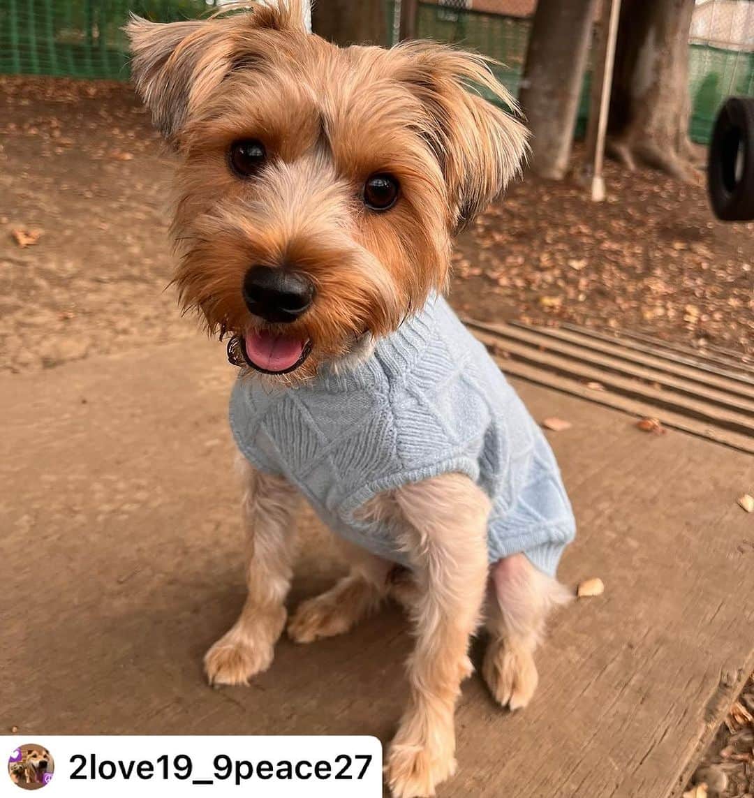 iDog&iCatのインスタグラム：「@2love19_9peace27 様 モニターありがとうございます🥳  _________  #idogicatモニター企画当選 しました✨開けて触れた瞬間触り心地が本当に良くて、感動しました✨LOVEも着心地良さそうでした🥰 長持ちしそうな生地ですね😌大切に使います💛💛 @idogicat ありがとうございました🙏✨  #idogicat」