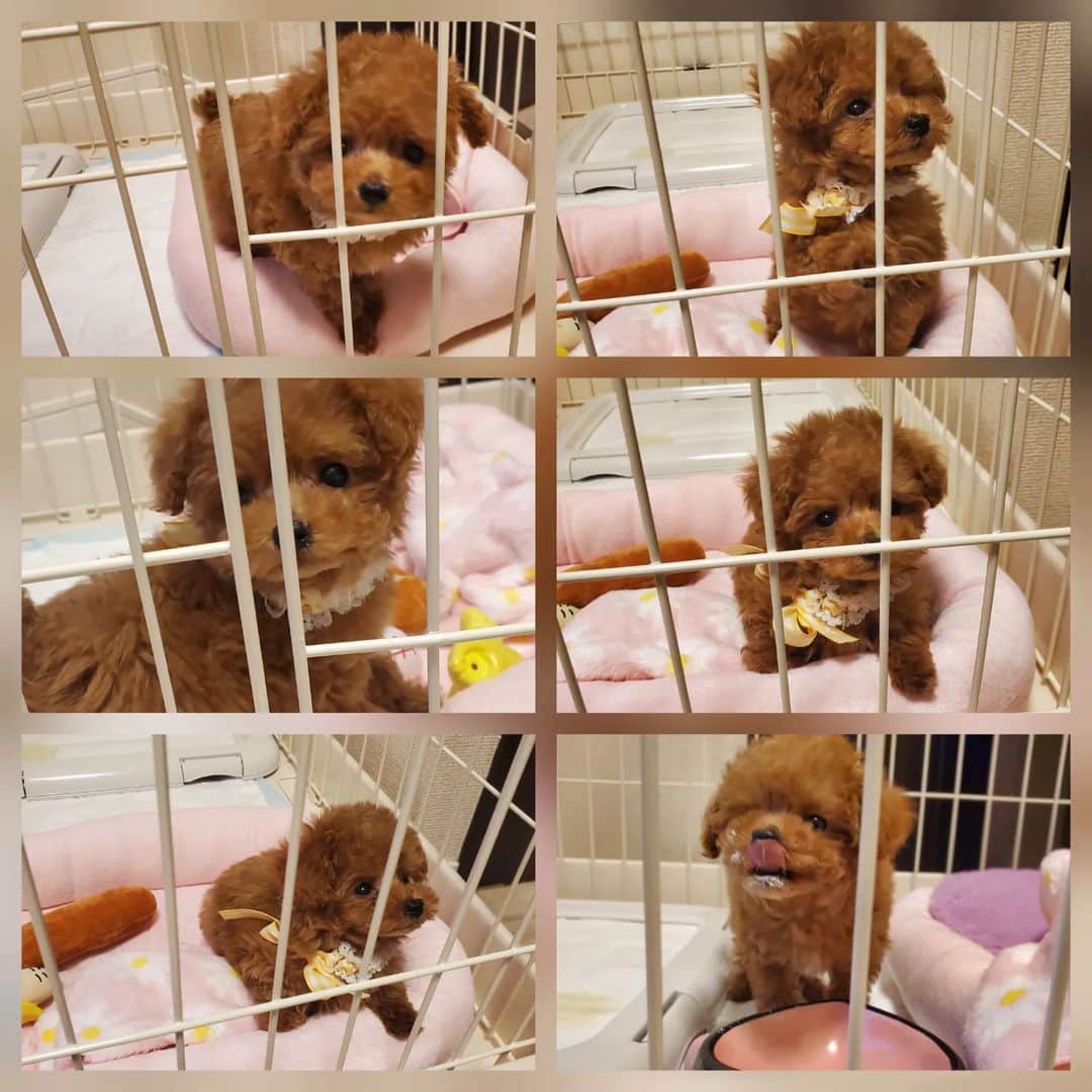 池田夏希さんのインスタグラム写真 - (池田夏希Instagram)「素敵なご縁があって、こむぎちゃんに妹が出来ました🐶💕 . 生後2ヶ月のまりもちゃんです♡ これからはこむぎちゃんを優先に、2匹に沢山愛情を注いでいきたいと思います😌✨ . #新しい家族 #こむぎの妹 #まりも #生後2ヶ月 #素敵なご縁 #出逢いに感謝 #お母さん頑張る #犬は裏切らない #犬なしでは生きていけません会 #ティーカッププードル #ティーカッププードル女の子 #どっぐすたぐらむ #いぬすたぐらむ #newface #newfamily #sister #marimo #relationship #thanks #teacuppoodle #dogstagram #dogsofinstagram #doglover #teacuppoodlesofinstagram」11月14日 16時02分 - natsukiikeda624
