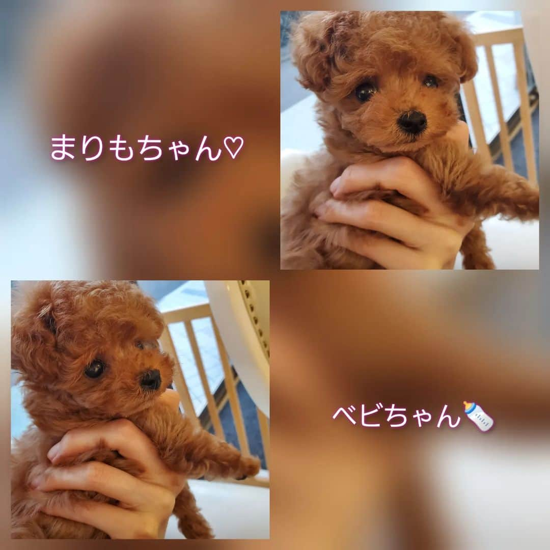 池田夏希のインスタグラム：「素敵なご縁があって、こむぎちゃんに妹が出来ました🐶💕 . 生後2ヶ月のまりもちゃんです♡ これからはこむぎちゃんを優先に、2匹に沢山愛情を注いでいきたいと思います😌✨ . #新しい家族 #こむぎの妹 #まりも #生後2ヶ月 #素敵なご縁 #出逢いに感謝 #お母さん頑張る #犬は裏切らない #犬なしでは生きていけません会 #ティーカッププードル #ティーカッププードル女の子 #どっぐすたぐらむ #いぬすたぐらむ #newface #newfamily #sister #marimo #relationship #thanks #teacuppoodle #dogstagram #dogsofinstagram #doglover #teacuppoodlesofinstagram」