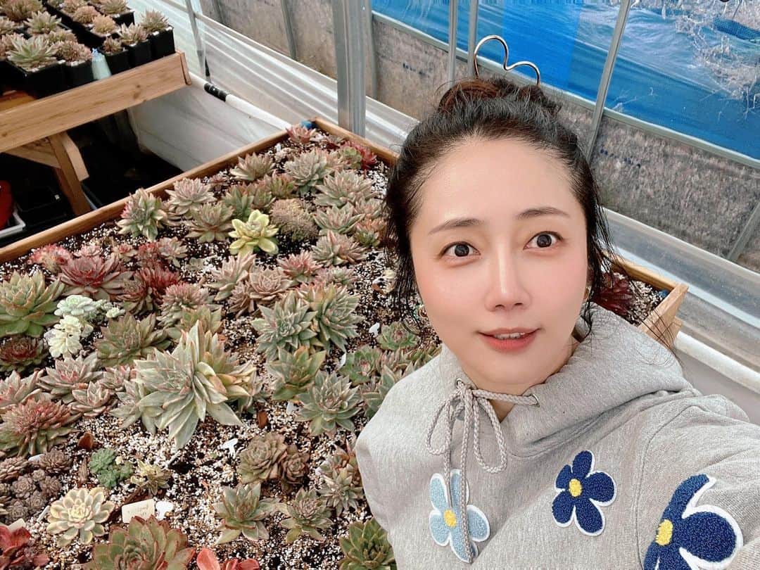 チェ・ソンヒョンのインスタグラム：「오늘의 다육생활😍🌼🌺  너무 오랜만에 와서 미안한 마음 뚝뚝 흘리며 급한 분갈이 몇 개 해주고 나오는데도 훌쩍 세 시간😭  곧 다시 오겠다고 인사하고 영양제 담은 물 뿜뿜 남편님이 뿌려주었으니 조금 기분이 풀렸으려나🥹  그 와중에 1년반만에 처음 꽃을 보여준 #기천금 예뻐♥️  #골든다육 #춘봉이 #사랑목 #황금에보니금 #아카이썬글래머금」