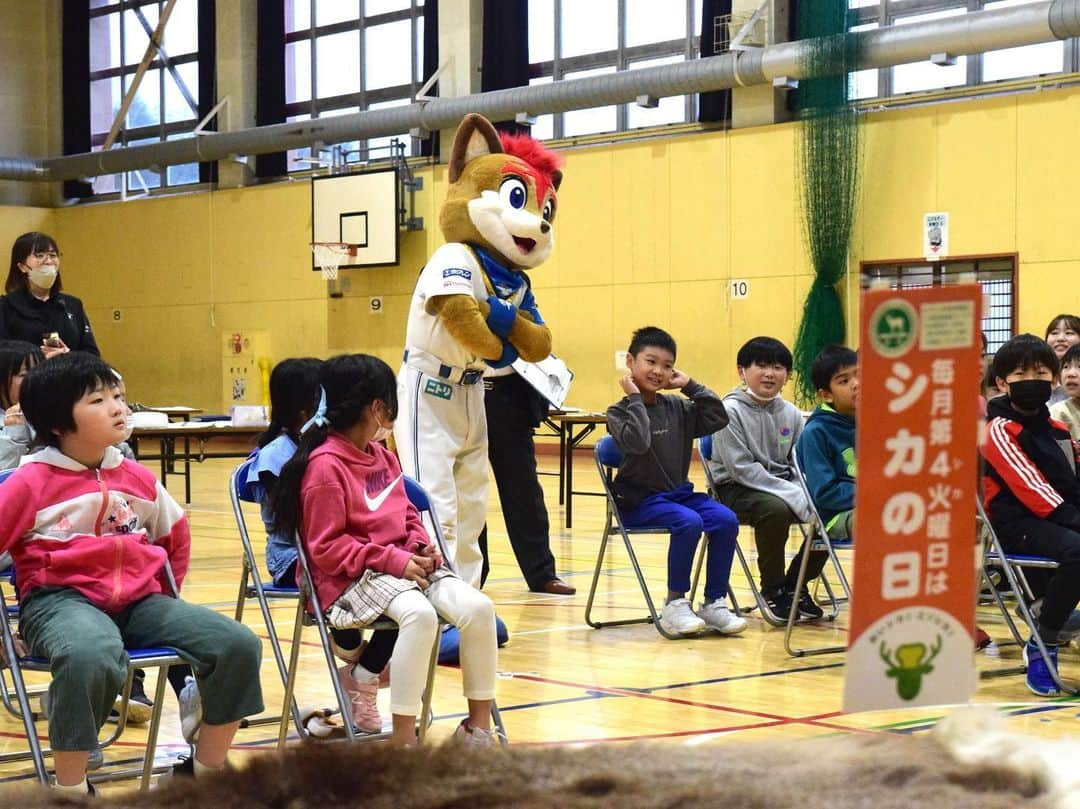 北海道日本ハムファイターズ フレップのインスタグラム：「. 【フレップと一緒に学ぶエゾシカ出前講座】  今年3校目は、登別市の幌別西小学校へ！  実はエゾシカ出前講座、去年から通じて小学校に行ったのは初めて‼️  みんなに楽しく学んでもらえるように 「分かりやすく面白く」って先生役の北海道庁の職員さんと力を合わせて頑張りました！  講義の後の、エゾシカの角を使ったストラップ作りもヤスリがけや結び目を工夫して、みんなとっても素敵なストラップが完成したよ✨  このストラップを見てエゾシカの事を思い出したり考えたりしてくれたら嬉しいな🦌  #エゾロジカル #エゾシカ #エゾシカ出前授業 #北海道環境生活部自然環境局野生動物対策課  #北海道日本ハムファイターズ #lovefighters #新時代 #fansareourtresure #フレップ」