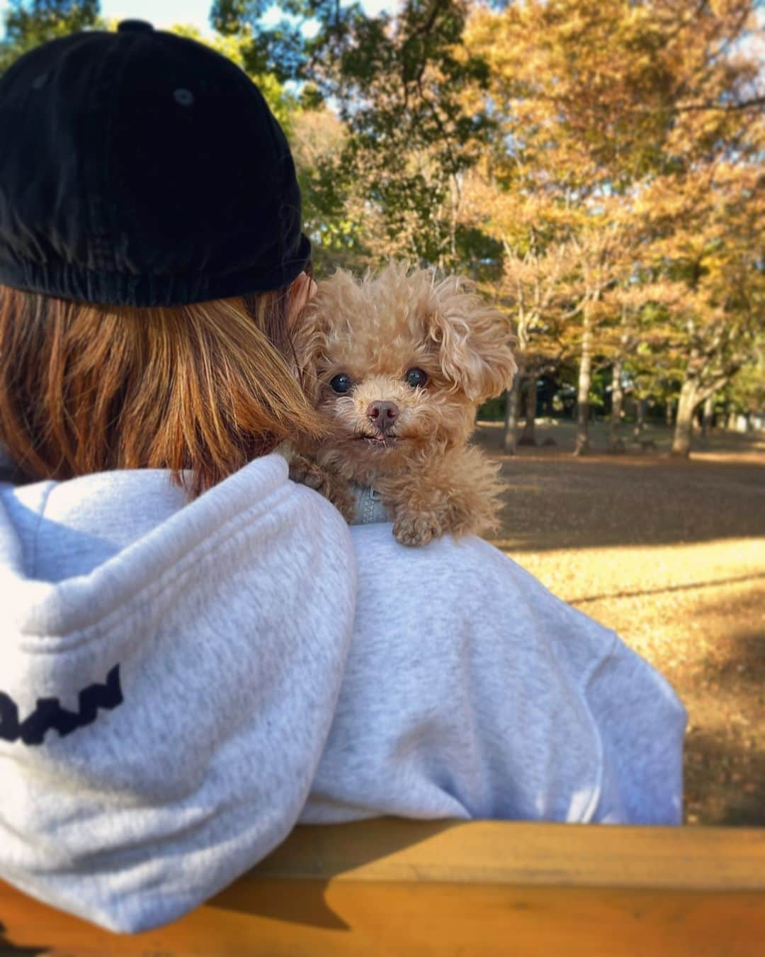 ふわのインスタグラム：「本日のふわ散歩🍂 ふわの大好きな公園へ  ボサボサはスルーしていただきたいです。笑  #toypoodle#toypoodlegram#dogsofinstagram#instadog#doglover#doglife#cutedog#dog#fuwamama#ふわもこのふわ#ふわ#トイプードル#ふわもこ部#犬バカ部#親バカ部#犬のいる暮らし#いぬすたぐらむ#ふわ散歩」