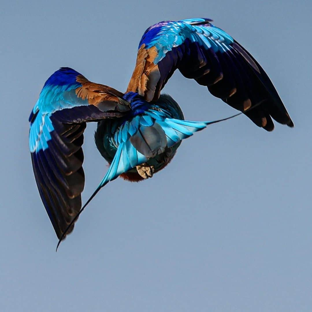 Keith Ladzinskiさんのインスタグラム写真 - (Keith LadzinskiInstagram)「Backside detail of the ultra vibrant Lilac Breasted Roller. @canonusa r3 w/ 600 f4」11月14日 17時07分 - ladzinski