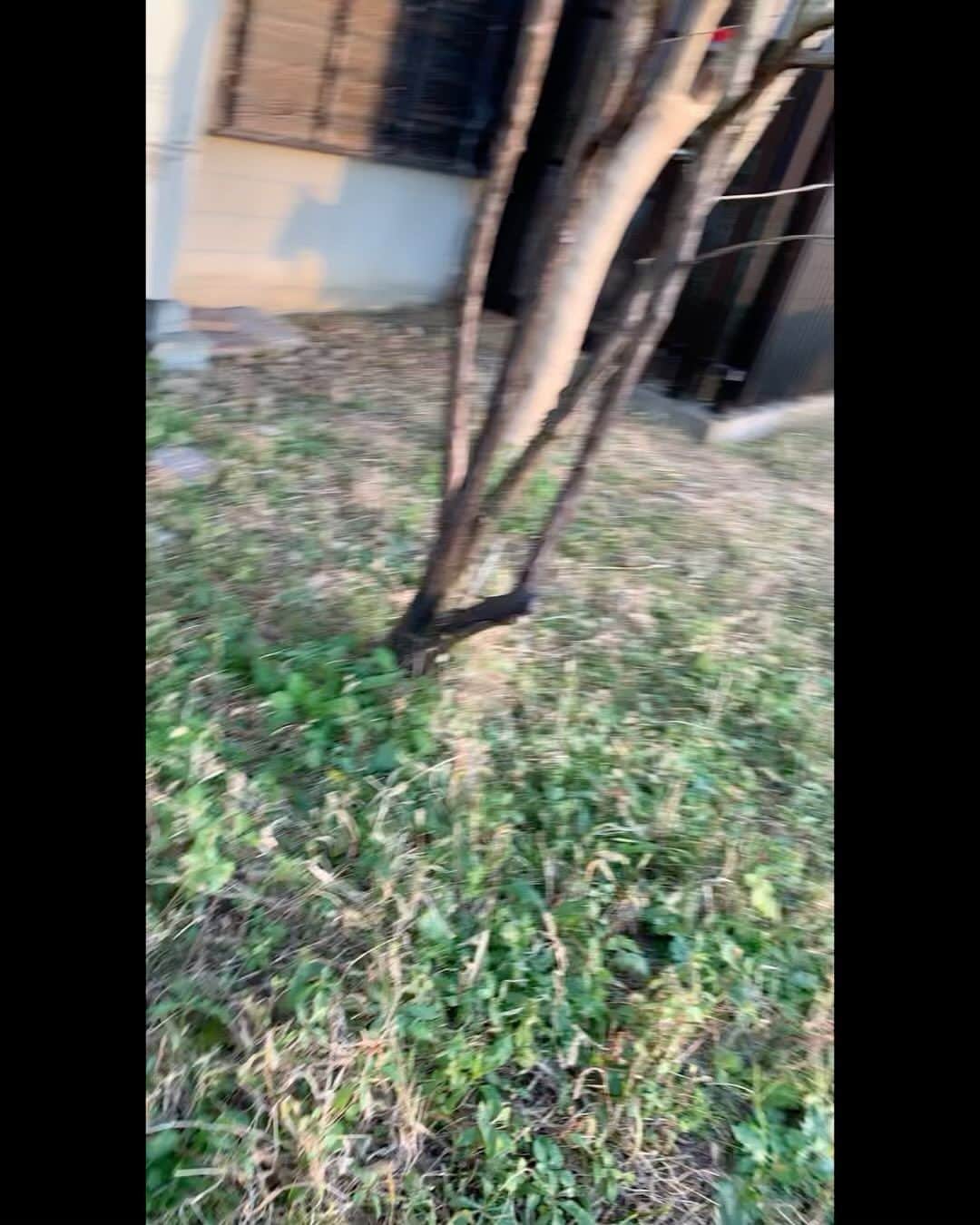 のインスタグラム：「おやびんと散歩  #ヤギぼんズ」
