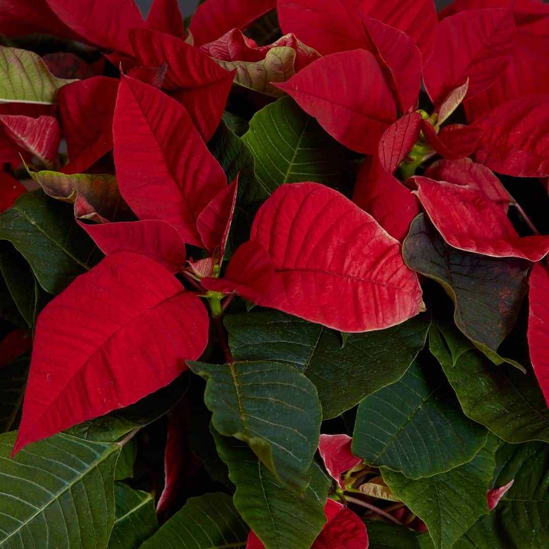 青山フラワーマーケットさんのインスタグラム写真 - (青山フラワーマーケットInstagram)「ポインセチアが店頭に並びはじめ、ここ数日の寒さと相まって、クリスマスが近づいていることを感じます。  花びらのように見える赤い部分は苞（ほう）で、花は中央にある黄色い部分。  真っ赤な苞と葉色の緑がクリスマスを思わせる色合いで、別名クリスマスフラワーとも言われています。  11月から鉢植えを部屋に飾れば、クリスマス当日までホリデームードを存分に楽しめます。  丁寧に、上質なものにこだわって、きめ細やかに育てたポインセチア。青山フラワーマーケットの店頭では、３寸・４寸・５寸と３サイズのポインセチアをご用意しています。 ※店舗により取り扱いが異なりますので、お近くの店舗にお問い合わせください。  Happy Holidays のオーナメントタグとホリデー仕様の鉢カバー付きで、贈り物にもおすすめです。  クリスマスの時期に咲くことから、寒さに強いイメージがありますが、原産国はメキシコ。暖かい場所を好み、寒さには弱い植物です。日当たりのよい窓辺など、10度以上の暖かい部屋でお育てください。  #青山フラワークリスマス #クリスマス #オーナメント #クリスマスオーナメント #ポインセチア ＃クリスマスフラワー  #HappyHolidays #贈り物 ＃クリスマスギフト #インテリア #クリスマス準備 #花のある暮らし #青山フラワーマーケット #aoyamaflowermarket」11月14日 17時30分 - aoyamaflowermarket