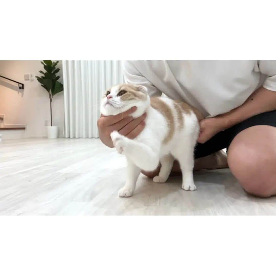 もちまるのインスタグラム：「生まれて初めて肛門腺絞りされたら猫が大騒ぎでこうなっちゃいました…」