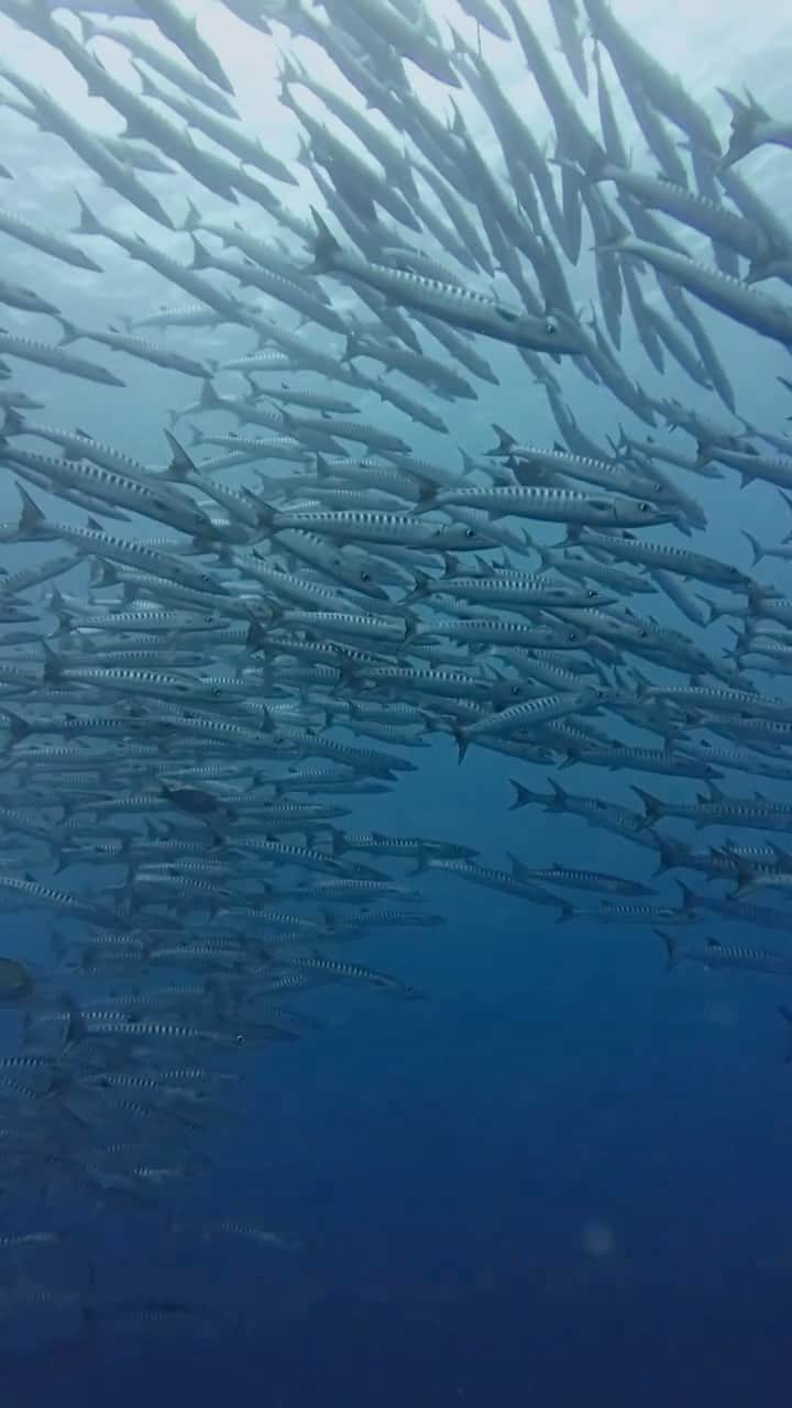 Canon Asiaのインスタグラム：「Anything worth doing is worth doing well. ⭐  When @nontji_ made the trip to Maratua, 🇮🇩, to capture footage of barracuda, he knew the challenges that lay ahead. Timing, location and gear necessitated proper preparation – look at the result! Using the EF8-15mm f/4L USM Fisheye, @nontji_ was able to take in schools of 🐟 and their natural habitat. The clear 🌊 made it possible to achieve this, with only ☀️ and the right white balance settings to help push things through. - 📷 Video by @nontji_ on Canon EOS 5D Mark IV | EF8-15mm f/4L Fisheye USM - #TeamCanon #CanonAsia #CanonPhotography #CanonPhoto #CanonImages #CanonEOSR #Mirrorless #CanonLens #CanonColourScience #PhotoOfTheDay #IAmCanon #ThePhotoHour #WildlifePhotography #UnderwaterPhotography」