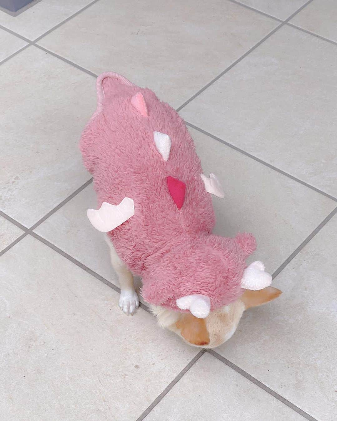 iDog&iCatさんのインスタグラム写真 - (iDog&iCatInstagram)「I transformed into a pink dragon💗  かわいい干支ウェア🐉💕  来年は『辰年』🐲  クリムもピンクドラゴン🐉に変身🐶🩷  ふわふわの着ぐるみ感がたまらない✨  両面フリースの温かくて軽い素材です✨  お正月の準備におすすめです😊  🏷️iDogドラゴンパーカー （クリムはピンクのXSサイズ）  @idogicat  #idog公式アンバサダー#idogicat #chihuahua#chihuahuas#chihuahualove#chihuahualife#chihuahuastagram#chihuahuasofinstagram#chihuahualover#chihuahuaworld#chihuahuafanatics#pet#instagram#weeklyfluff#dog#dogs#dogstagram#dogsofinstagram#cutepetclub#funnydogs#chihuahuadog#チワワ#チワワ部#ちわすたぐらむ#スムチー#スムースチワワ#치와와#吉娃娃#愛犬」11月14日 18時03分 - idogicat