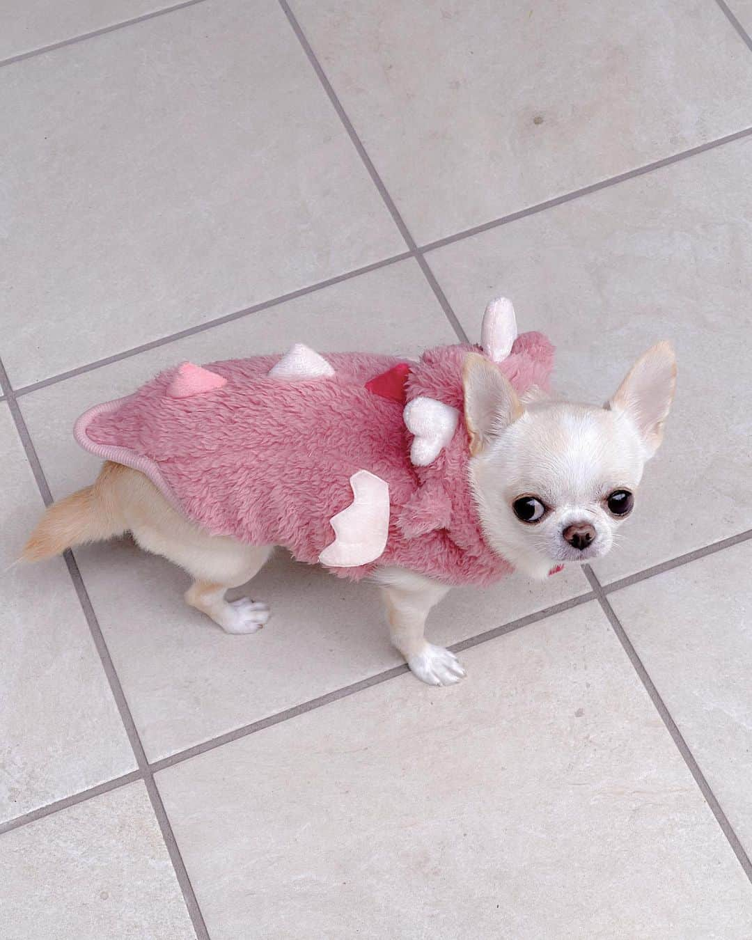 iDog&iCatさんのインスタグラム写真 - (iDog&iCatInstagram)「I transformed into a pink dragon💗  かわいい干支ウェア🐉💕  来年は『辰年』🐲  クリムもピンクドラゴン🐉に変身🐶🩷  ふわふわの着ぐるみ感がたまらない✨  両面フリースの温かくて軽い素材です✨  お正月の準備におすすめです😊  🏷️iDogドラゴンパーカー （クリムはピンクのXSサイズ）  @idogicat  #idog公式アンバサダー#idogicat #chihuahua#chihuahuas#chihuahualove#chihuahualife#chihuahuastagram#chihuahuasofinstagram#chihuahualover#chihuahuaworld#chihuahuafanatics#pet#instagram#weeklyfluff#dog#dogs#dogstagram#dogsofinstagram#cutepetclub#funnydogs#chihuahuadog#チワワ#チワワ部#ちわすたぐらむ#スムチー#スムースチワワ#치와와#吉娃娃#愛犬」11月14日 18時03分 - idogicat