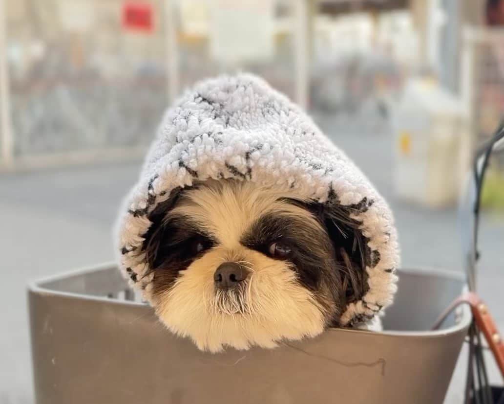 いくらのインスタグラム：「駅で母ちゃん待ち🐶💕 ・ ・ #シーズー #いぬすたぐらむ #shihtzu #shihtzulovers #shihtzusofinstagramuse #シーズーのいる暮らし #todayswanko #シーズー大好き部 #ロングまつ毛ワンコの会 #doglovers #犬 #愛犬 #mydog #犬バカ部 #わんこ #instadog #dogstagram #西施犬 #モフモフ」