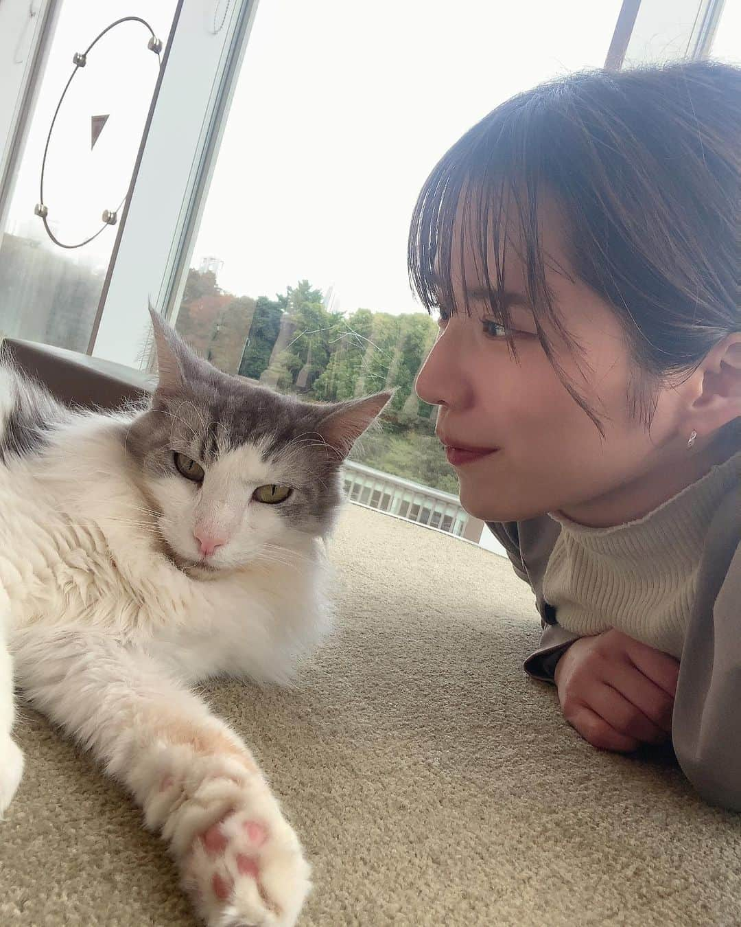 青山日和さんのインスタグラム写真 - (青山日和Instagram)「出張終わりに @catcafemocha さんで もふもふの天使に癒されてきた🐈 　 みんな、ほんとに人見知りなく むしろあちら側からすりすりしていただける ご褒美がたくさんありました🙏🏻🙏🏻 　 　 私的、猫モテする方法としては 　 ①おやつを購入する（これは間違いない） ②無理に近寄らない、触りすぎない ③目線の高さを合わせつつもガン見しすぎない 　 です👏笑  でも、正直mochaさん これまで伺ってきたどの猫カフェよりも 猫様が人間好きだったので 「にゃんこもふもふしたいんや…」 って願望に溢れてる方には激推し。 　 　 30分から利用できるので 隙間時間で癒されにいくもあり😇 　 @mocha.harajyuku   🔎https://catmocha.jp/ ㅤㅤㅤㅤㅤㅤㅤㅤㅤㅤㅤㅤㅤ #猫カフェ #猫カフェmocha #原宿猫カフェ #猫カフェmocha原宿店 #もふもふのお友達 #原宿観光 #原宿#原宿カフェ#catcafe #ぬこすたぐらむ  #猫にモテたい #pr」11月14日 18時17分 - hiyo131131