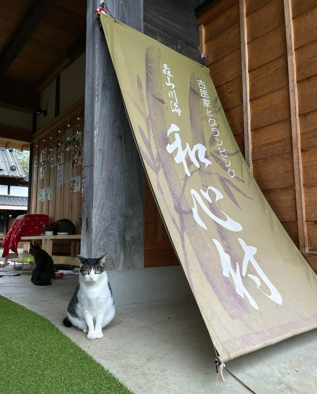 あゆみのインスタグラム：「和心村🏕 . 猫たちが遊んでくれるグランピング テント開けとくと入ってきて遊んだりコタツで温まったり、夜も一緒に寝てくれて人懐っこくてびっくり！ パンこね職人もいます笑  本当にねこ天国だった🐈🤍 BBQも薪割りも朝ごはんも部屋でくつろいでても ずーっとねこといっしょ  ねこ好きの人は絶対行って欲しい！！！  載せてるの猫ばっかだけど 猫10匹、犬2匹、ヤギ2匹、鶏もいるよ☺︎︎  【和心村】 千葉県富津市高溝14  #グランピング関東 #ペットとグランピング #グランピングキャンプ #グランピング #癒しグランピング #ペット可 #ペット可グランピング PR @washinmura_nature_glamping」