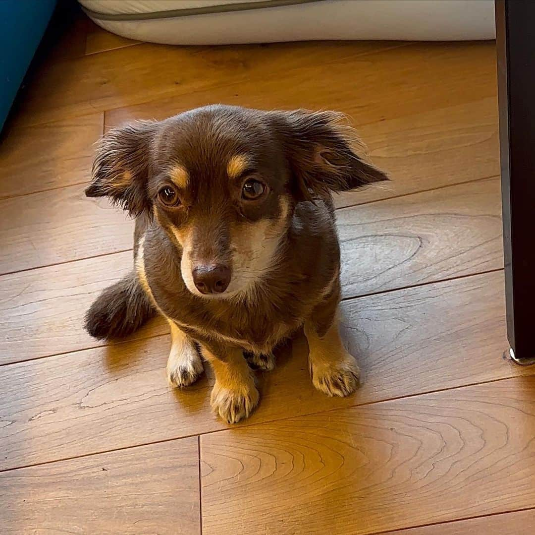 KUREIのインスタグラム：「抱っこするまで、その場から動きません🐕うちの健気な忠犬😌 She wont leave the spot until she gets my hug🙃  #チワックス #chihuahuas #チップ」