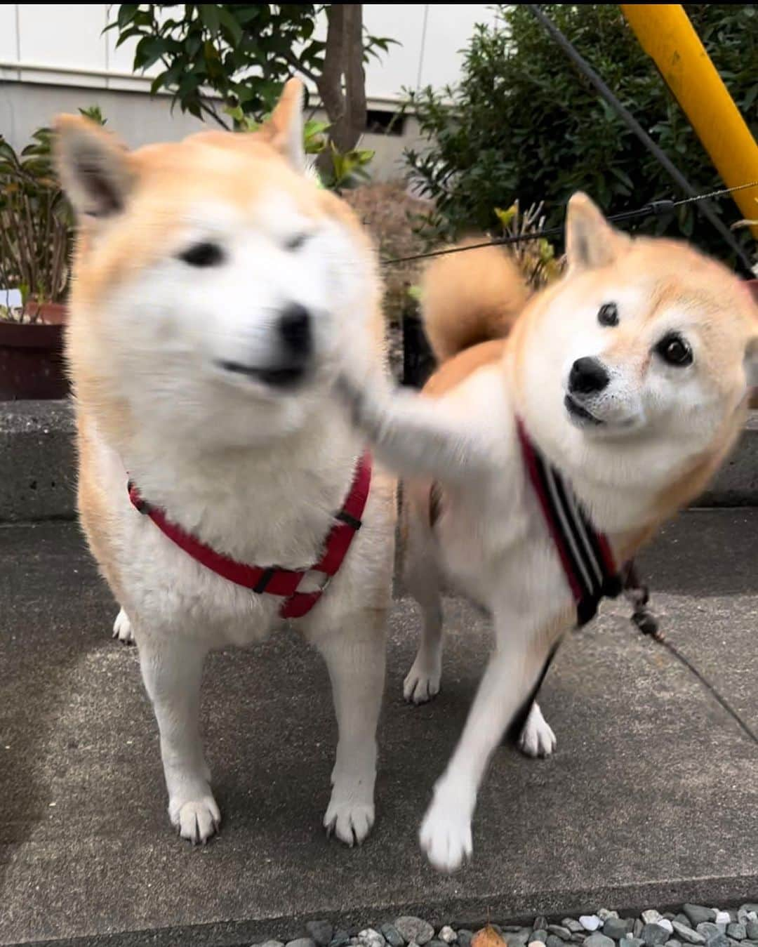 shibainu berryさんのインスタグラム写真 - (shibainu berryInstagram)「Ichi😍 イチが散歩中に来てくれた😆 むくみ大喜び🦊🎶 イチをどついたり、口を舐めようとしたり、マズルを食べようとしたり😂これはむくみにとってかなりの愛情表現です💕 イチ、ちょっと嫌がってるけどね😂 #柴犬 #柴 #べりやん #べりむく #多頭飼い #徳島 #berry #shiba #shibainu  #shibainumania #ぷにっと部 #口角キュキュッと部 #チーム俺様 →部員絶賛募集中 #shiba_snap #proudshibas #instagramjapan #ふわもこ部 #pecoいぬ部 #pecotv #9gag @9gag @barked」11月14日 18時43分 - shibainu.berry