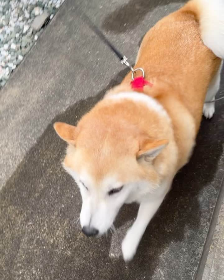 shibainu berryのインスタグラム：「Ichi😍 イチが散歩中に来てくれた😆 むくみ大喜び🦊🎶 イチをどついたり、口を舐めようとしたり、マズルを食べようとしたり😂これはむくみにとってかなりの愛情表現です💕 イチ、ちょっと嫌がってるけどね😂 #柴犬 #柴 #べりやん #べりむく #多頭飼い #徳島 #berry #shiba #shibainu  #shibainumania #ぷにっと部 #口角キュキュッと部 #チーム俺様 →部員絶賛募集中 #shiba_snap #proudshibas #instagramjapan #ふわもこ部 #pecoいぬ部 #pecotv #9gag @9gag @barked」