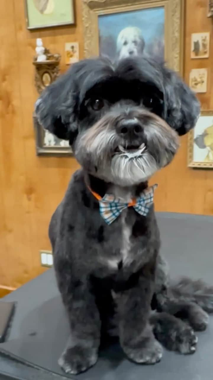JessRonaGroomingのインスタグラム：「Just another day at the salon 😂  #dogmakeover #rescuedog #jessronagrooming」