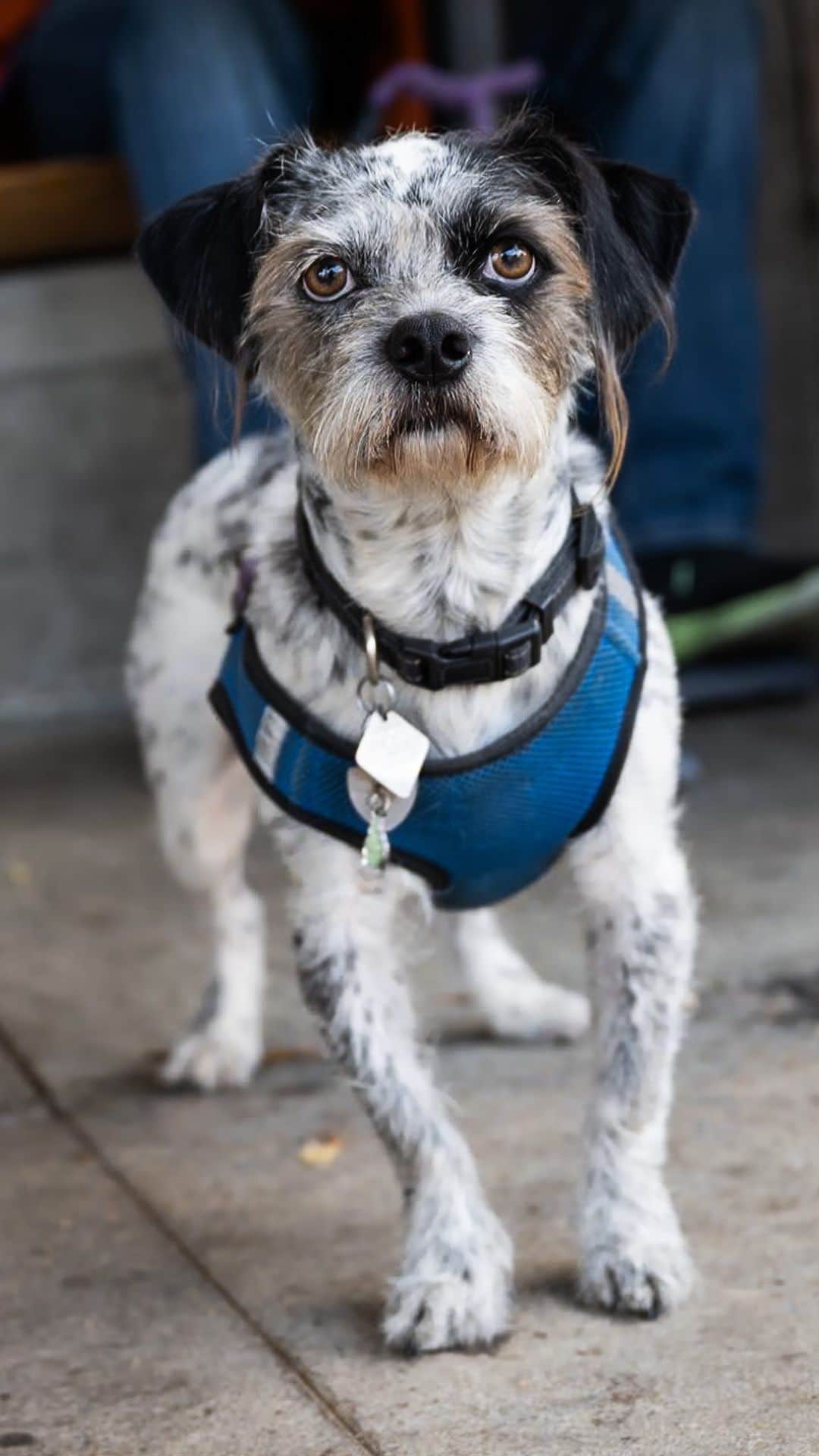 The Dogistのインスタグラム：「Zoey, Terrier mix (3 y/o), Larchmont & West 1st St., Los Angeles, CA • “She’s really smart – I think she understands third grade English. She always has to be near me, and she’s really kind to other people and other dogs. I adopted her at the start of the pandemic when she was a month old, so she’s pretty much been with me every single day.” A rescue via @catmandu_carsoncity   What level of English does your dog understand?」