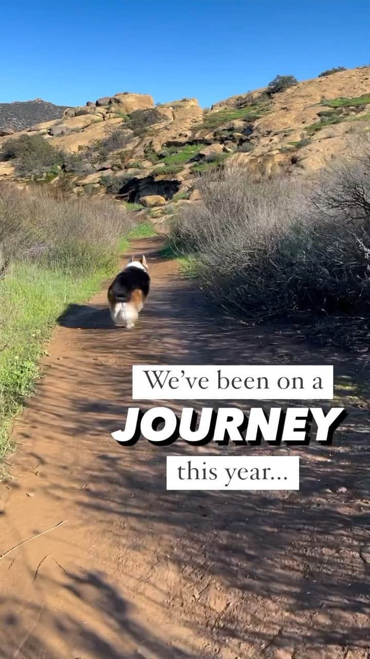 DogsOf Instagramのインスタグラム：「@corgi_zero making wise choices with @earthanimal1979’s new Wisdom Air-Dried Recipes 😋 As part of our holiday savings, you can take 20% off any Wisdom 2 lb bags with code: DogsofIG20 – learn more at our in bio 🐕   Story time with @corgi_zero! It’s been about a year since the kibble that Zero ate for years ceased to be an option for us…I had been curious to try raw food, so we had a go at frozen raw, but I just don’t have the freezer space, and it was too much trouble to remember to defrost - plus you couldn’t really travel with it!  So I turned to homemade real food. Which was great, but A LOT of work. Over the summer while things were slower, it wasn’t a problem, but with busy times picking up…  I needed something that was easy to take with us on the go, but also of the highest quality and nutritional value. Wisdom Air-Dried recipes are cooked “low and slow.” This gentle air-drying process preserves nutrients, and the unique blends of ingredients support optimal nutrition and wellness. It’s also conveniently scoopable!  We’re thrilled that this journey has a happy ending, thanks to @earthanimal1979!   Earth Animal can be found in your local pet store, so be sure to stop by and take advantage of offers and savings available exclusively to independent pet stores near you. Learn more in our bio!   #ad #wisdomdogfood #airdried #airdrieddogfood #earthanimal #dogsofinstagram」