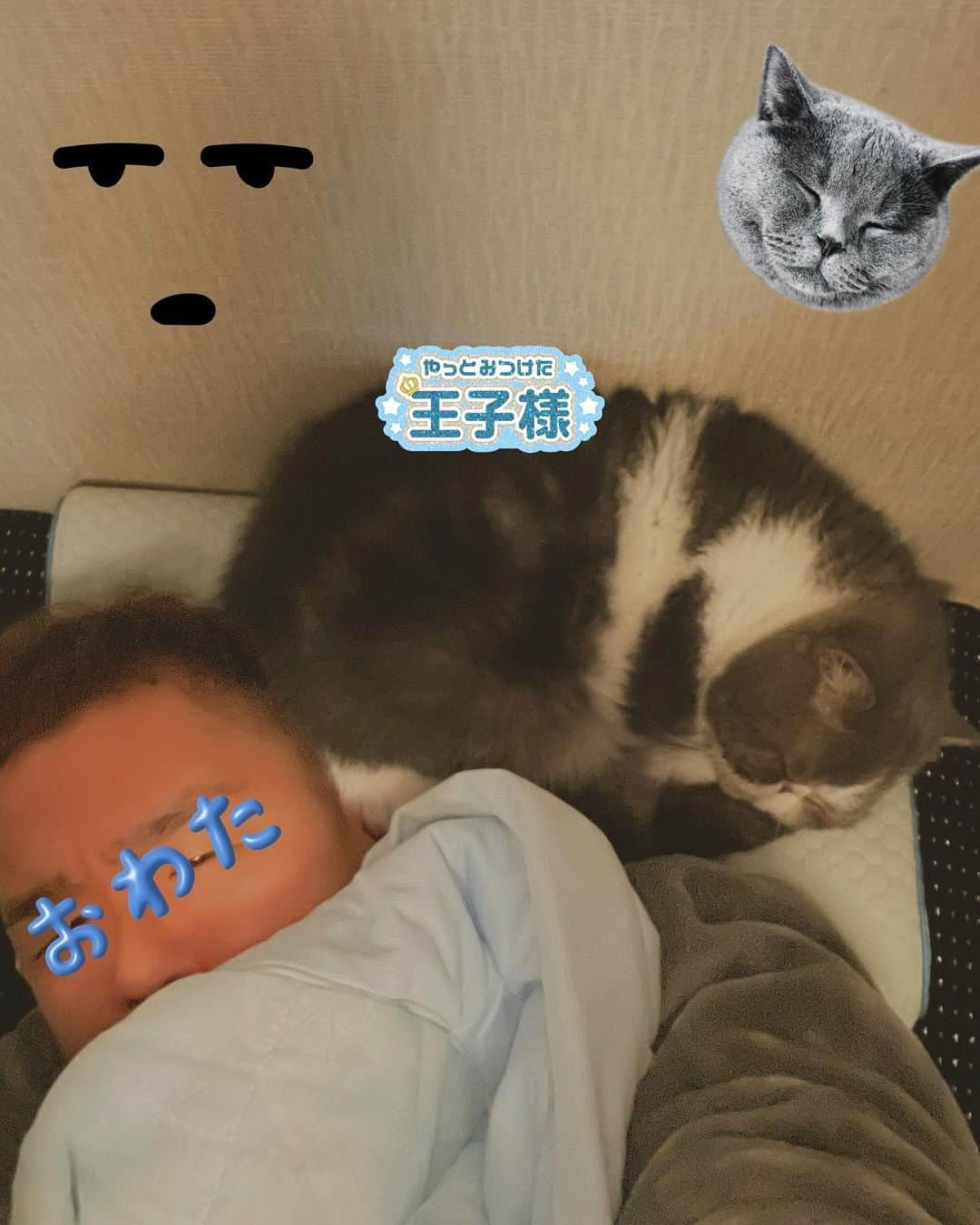 ムスカ(Muska)のインスタグラム：「早朝、いびきをかくのは彼(猫)の方で、既に枕の主導権は彼にある。飼い主は角の面積を使わせてもらう…。  #ムスカ #エキゾチックショートヘア #ねこすたぐらむ #ふわもこ部 #にゃんすたぐらむ #ねこ部 #にゃんこ #ねこのいる生活 #ねこのきもち #猫写真 #猫大好き #ペコねこ部 #ねこバカ #愛猫 #냥스타그램 #귀여워 #猫咪 #catstagram #kitty #petstagram #instacat #meow #catoftheday #ilovemycat #catstagram_japan #instagramcats #cutepets #Kedi #cat_of_Instagram #katter」