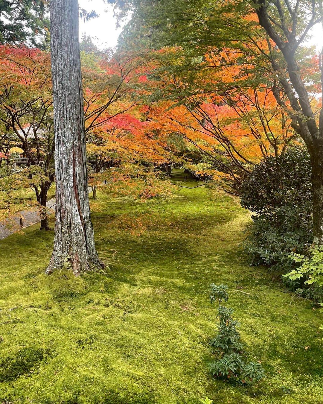 しゃらさんのインスタグラム写真 - (しゃらInstagram)「父上とドライブ🍁  #京都大原三千院#三千院 #京都紅葉2023#澤屋まつもと守破離 #おうすの里」11月14日 20時45分 - shara_kyana