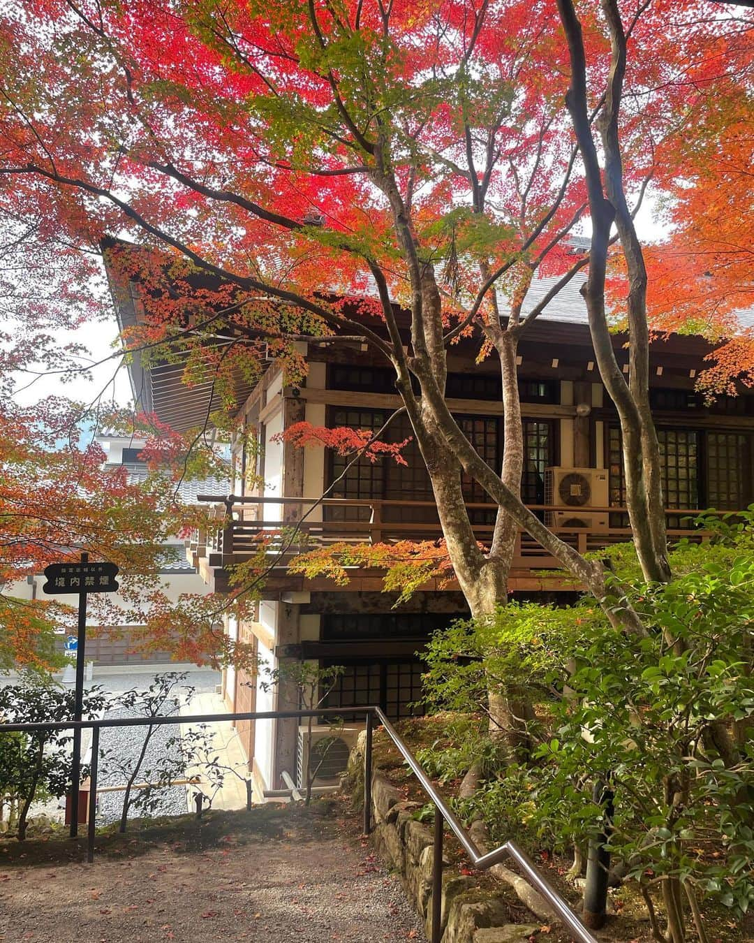 しゃらさんのインスタグラム写真 - (しゃらInstagram)「父上とドライブ🍁  #京都大原三千院#三千院 #京都紅葉2023#澤屋まつもと守破離 #おうすの里」11月14日 20時45分 - shara_kyana