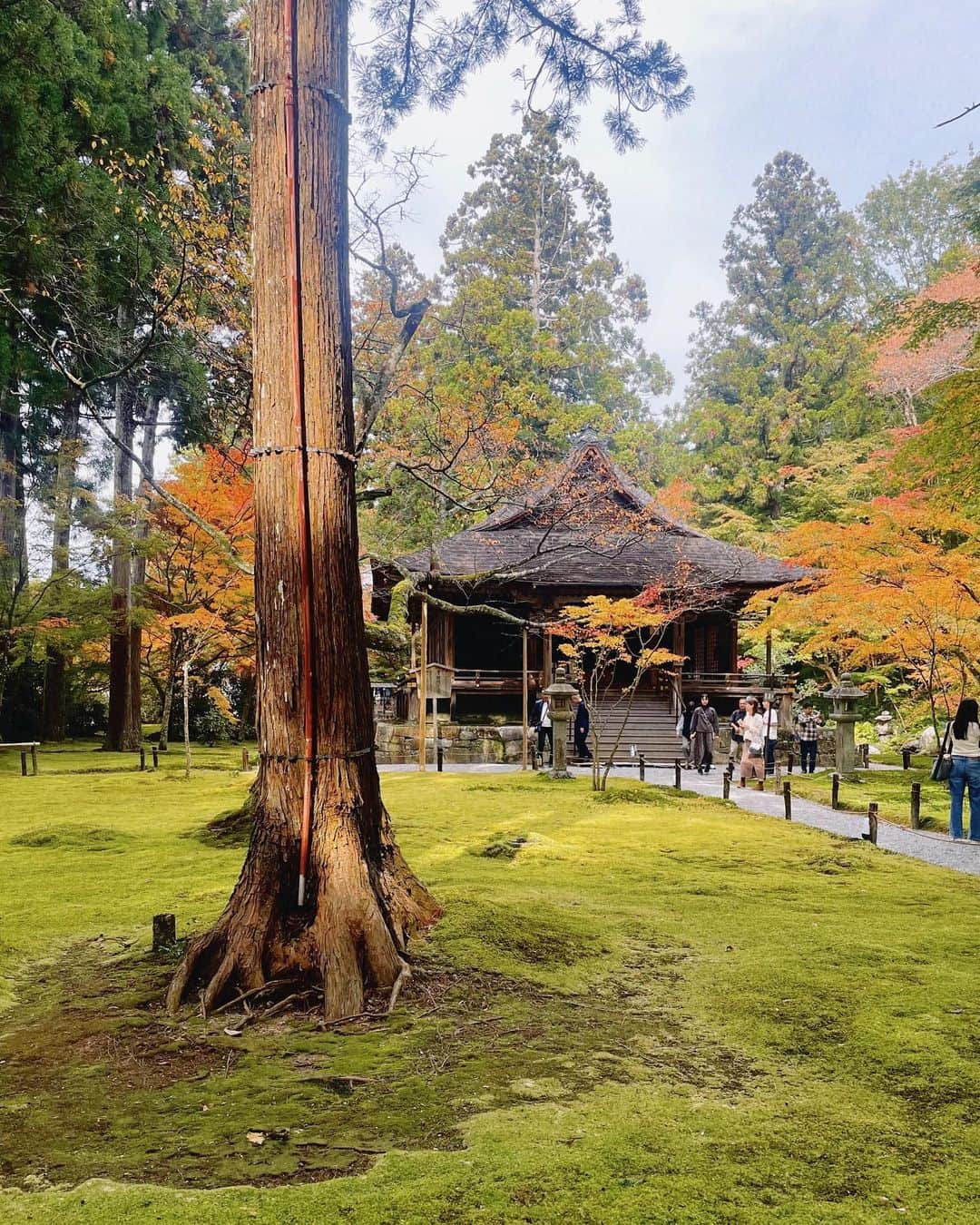 しゃらのインスタグラム：「父上とドライブ🍁  #京都大原三千院#三千院 #京都紅葉2023#澤屋まつもと守破離 #おうすの里」