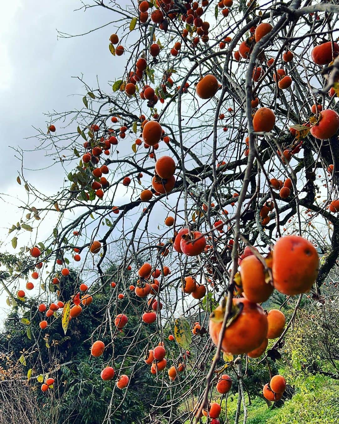 川島幸美さんのインスタグラム写真 - (川島幸美Instagram)「今年は祖母の代わりに私がお庭の柿を収穫🧡熟してるのは鳥達のごちそうに..🕊  もちろん無農薬で、めちゃくちゃ甘くて美味しいから お砂糖なしで柿ジャムも作ってみました☺️  毎年当たり前にいただいてたこの豊かな自然の恵み✨ 当たり前じゃないね...🙏感謝」11月14日 20時47分 - yukimikawashima