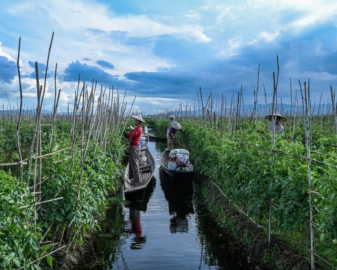 AFP通信さんのインスタグラム写真 - (AFP通信Instagram)「Myanmar's famed Inle Lake chokes on floating farms⁣ ⁣ From a gently rocking boat, men tend the floating tomato crops in the cool water of Myanmar's famed Inle Lake, nestled in the Shan Hills and once the country's most popular tourist spot.⁣ The floating farms have become as ubiquitous at the UNESCO-recognised reserve as its famed houses on stilts and leg-rowing fishermen, but locals warn that the plantations are slowly choking the lake.⁣ The ever-expanding farms are eating up surface area, sending chemical runoff into the waters, and clogging the picturesque site with discarded plant matter, opponents say.⁣ ⁣ 1 -> 5 - People work on floating farms on Inle Lake.⁣ 6 -> 9 - Men collect aquatic vegetation for use on their floating farms on Inle Lake.⁣ 10 - People standing on a floating island on Inle Lake.⁣ ⁣ 📷 @saiaungmain⁣ #AFPPhoto」11月14日 21時01分 - afpphoto