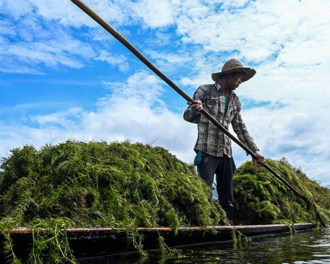 AFP通信さんのインスタグラム写真 - (AFP通信Instagram)「Myanmar's famed Inle Lake chokes on floating farms⁣ ⁣ From a gently rocking boat, men tend the floating tomato crops in the cool water of Myanmar's famed Inle Lake, nestled in the Shan Hills and once the country's most popular tourist spot.⁣ The floating farms have become as ubiquitous at the UNESCO-recognised reserve as its famed houses on stilts and leg-rowing fishermen, but locals warn that the plantations are slowly choking the lake.⁣ The ever-expanding farms are eating up surface area, sending chemical runoff into the waters, and clogging the picturesque site with discarded plant matter, opponents say.⁣ ⁣ 1 -> 5 - People work on floating farms on Inle Lake.⁣ 6 -> 9 - Men collect aquatic vegetation for use on their floating farms on Inle Lake.⁣ 10 - People standing on a floating island on Inle Lake.⁣ ⁣ 📷 @saiaungmain⁣ #AFPPhoto」11月14日 21時01分 - afpphoto