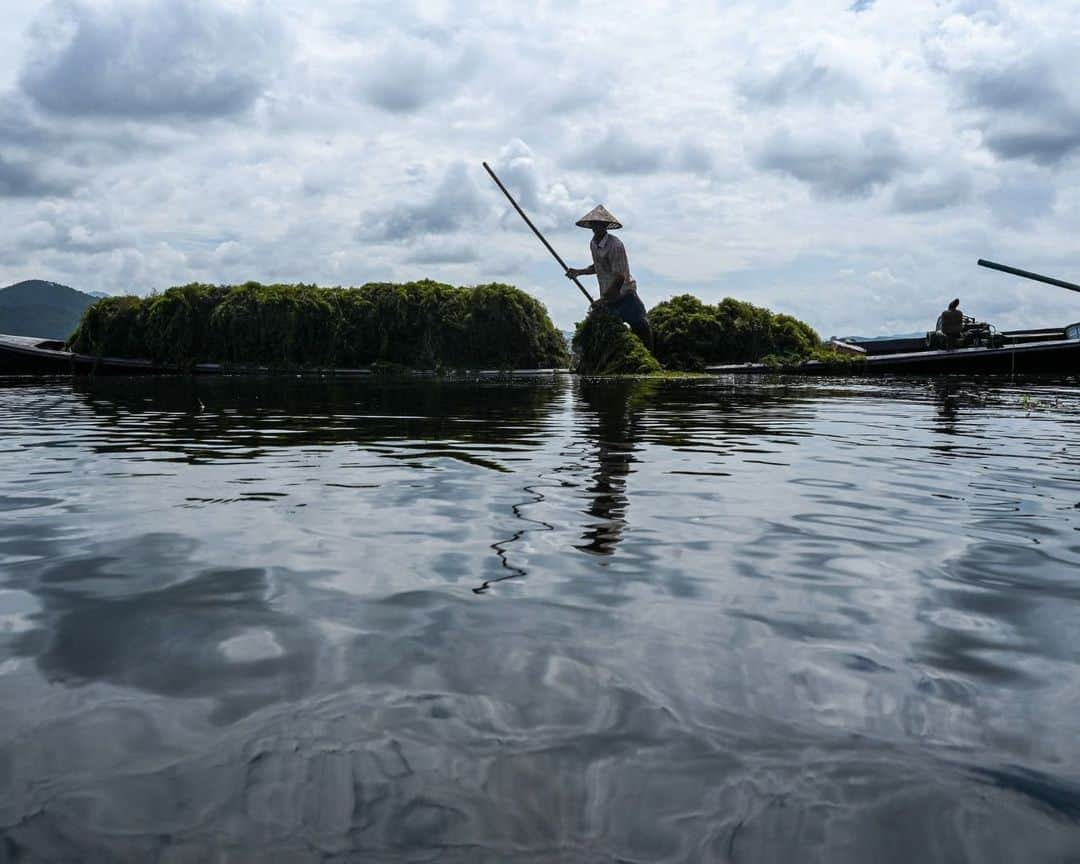 AFP通信さんのインスタグラム写真 - (AFP通信Instagram)「Myanmar's famed Inle Lake chokes on floating farms⁣ ⁣ From a gently rocking boat, men tend the floating tomato crops in the cool water of Myanmar's famed Inle Lake, nestled in the Shan Hills and once the country's most popular tourist spot.⁣ The floating farms have become as ubiquitous at the UNESCO-recognised reserve as its famed houses on stilts and leg-rowing fishermen, but locals warn that the plantations are slowly choking the lake.⁣ The ever-expanding farms are eating up surface area, sending chemical runoff into the waters, and clogging the picturesque site with discarded plant matter, opponents say.⁣ ⁣ 1 -> 5 - People work on floating farms on Inle Lake.⁣ 6 -> 9 - Men collect aquatic vegetation for use on their floating farms on Inle Lake.⁣ 10 - People standing on a floating island on Inle Lake.⁣ ⁣ 📷 @saiaungmain⁣ #AFPPhoto」11月14日 21時01分 - afpphoto