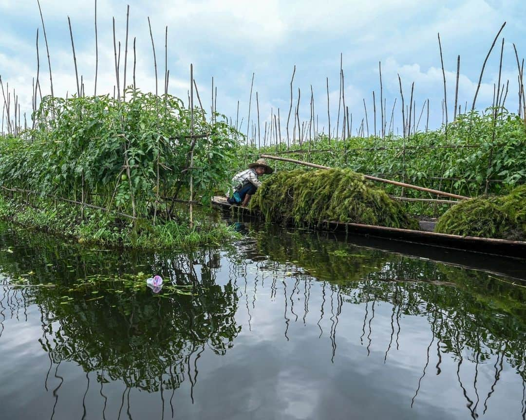 AFP通信さんのインスタグラム写真 - (AFP通信Instagram)「Myanmar's famed Inle Lake chokes on floating farms⁣ ⁣ From a gently rocking boat, men tend the floating tomato crops in the cool water of Myanmar's famed Inle Lake, nestled in the Shan Hills and once the country's most popular tourist spot.⁣ The floating farms have become as ubiquitous at the UNESCO-recognised reserve as its famed houses on stilts and leg-rowing fishermen, but locals warn that the plantations are slowly choking the lake.⁣ The ever-expanding farms are eating up surface area, sending chemical runoff into the waters, and clogging the picturesque site with discarded plant matter, opponents say.⁣ ⁣ 1 -> 5 - People work on floating farms on Inle Lake.⁣ 6 -> 9 - Men collect aquatic vegetation for use on their floating farms on Inle Lake.⁣ 10 - People standing on a floating island on Inle Lake.⁣ ⁣ 📷 @saiaungmain⁣ #AFPPhoto」11月14日 21時01分 - afpphoto