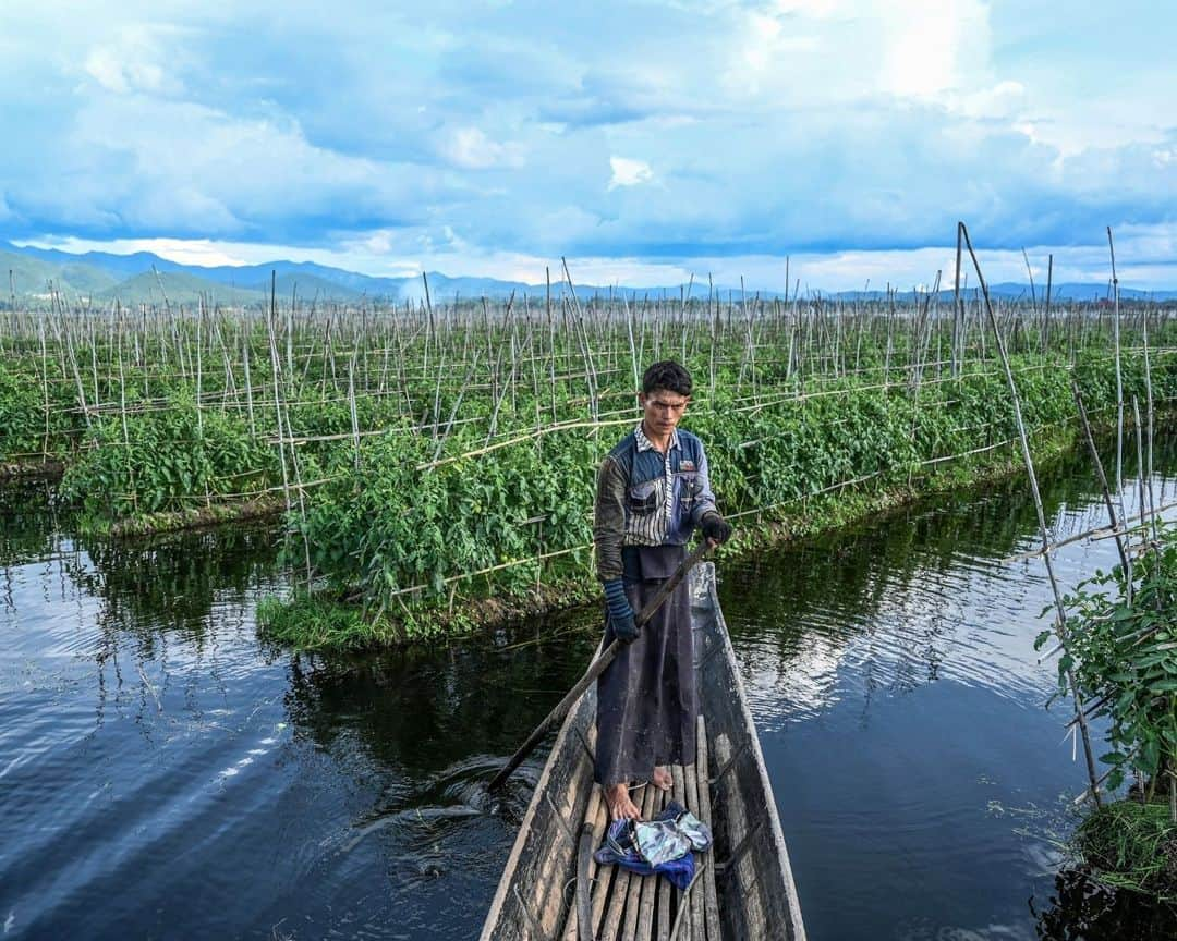 AFP通信さんのインスタグラム写真 - (AFP通信Instagram)「Myanmar's famed Inle Lake chokes on floating farms⁣ ⁣ From a gently rocking boat, men tend the floating tomato crops in the cool water of Myanmar's famed Inle Lake, nestled in the Shan Hills and once the country's most popular tourist spot.⁣ The floating farms have become as ubiquitous at the UNESCO-recognised reserve as its famed houses on stilts and leg-rowing fishermen, but locals warn that the plantations are slowly choking the lake.⁣ The ever-expanding farms are eating up surface area, sending chemical runoff into the waters, and clogging the picturesque site with discarded plant matter, opponents say.⁣ ⁣ 1 -> 5 - People work on floating farms on Inle Lake.⁣ 6 -> 9 - Men collect aquatic vegetation for use on their floating farms on Inle Lake.⁣ 10 - People standing on a floating island on Inle Lake.⁣ ⁣ 📷 @saiaungmain⁣ #AFPPhoto」11月14日 21時01分 - afpphoto