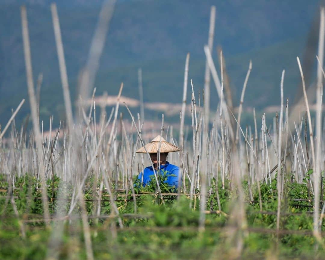 AFP通信さんのインスタグラム写真 - (AFP通信Instagram)「Myanmar's famed Inle Lake chokes on floating farms⁣ ⁣ From a gently rocking boat, men tend the floating tomato crops in the cool water of Myanmar's famed Inle Lake, nestled in the Shan Hills and once the country's most popular tourist spot.⁣ The floating farms have become as ubiquitous at the UNESCO-recognised reserve as its famed houses on stilts and leg-rowing fishermen, but locals warn that the plantations are slowly choking the lake.⁣ The ever-expanding farms are eating up surface area, sending chemical runoff into the waters, and clogging the picturesque site with discarded plant matter, opponents say.⁣ ⁣ 1 -> 5 - People work on floating farms on Inle Lake.⁣ 6 -> 9 - Men collect aquatic vegetation for use on their floating farms on Inle Lake.⁣ 10 - People standing on a floating island on Inle Lake.⁣ ⁣ 📷 @saiaungmain⁣ #AFPPhoto」11月14日 21時01分 - afpphoto