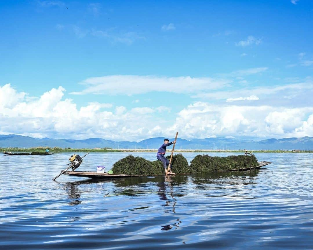 AFP通信さんのインスタグラム写真 - (AFP通信Instagram)「Myanmar's famed Inle Lake chokes on floating farms⁣ ⁣ From a gently rocking boat, men tend the floating tomato crops in the cool water of Myanmar's famed Inle Lake, nestled in the Shan Hills and once the country's most popular tourist spot.⁣ The floating farms have become as ubiquitous at the UNESCO-recognised reserve as its famed houses on stilts and leg-rowing fishermen, but locals warn that the plantations are slowly choking the lake.⁣ The ever-expanding farms are eating up surface area, sending chemical runoff into the waters, and clogging the picturesque site with discarded plant matter, opponents say.⁣ ⁣ 1 -> 5 - People work on floating farms on Inle Lake.⁣ 6 -> 9 - Men collect aquatic vegetation for use on their floating farms on Inle Lake.⁣ 10 - People standing on a floating island on Inle Lake.⁣ ⁣ 📷 @saiaungmain⁣ #AFPPhoto」11月14日 21時01分 - afpphoto