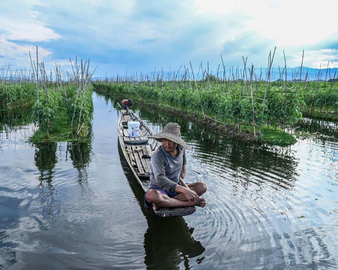 AFP通信のインスタグラム：「Myanmar's famed Inle Lake chokes on floating farms⁣ ⁣ From a gently rocking boat, men tend the floating tomato crops in the cool water of Myanmar's famed Inle Lake, nestled in the Shan Hills and once the country's most popular tourist spot.⁣ The floating farms have become as ubiquitous at the UNESCO-recognised reserve as its famed houses on stilts and leg-rowing fishermen, but locals warn that the plantations are slowly choking the lake.⁣ The ever-expanding farms are eating up surface area, sending chemical runoff into the waters, and clogging the picturesque site with discarded plant matter, opponents say.⁣ ⁣ 1 -> 5 - People work on floating farms on Inle Lake.⁣ 6 -> 9 - Men collect aquatic vegetation for use on their floating farms on Inle Lake.⁣ 10 - People standing on a floating island on Inle Lake.⁣ ⁣ 📷 @saiaungmain⁣ #AFPPhoto」