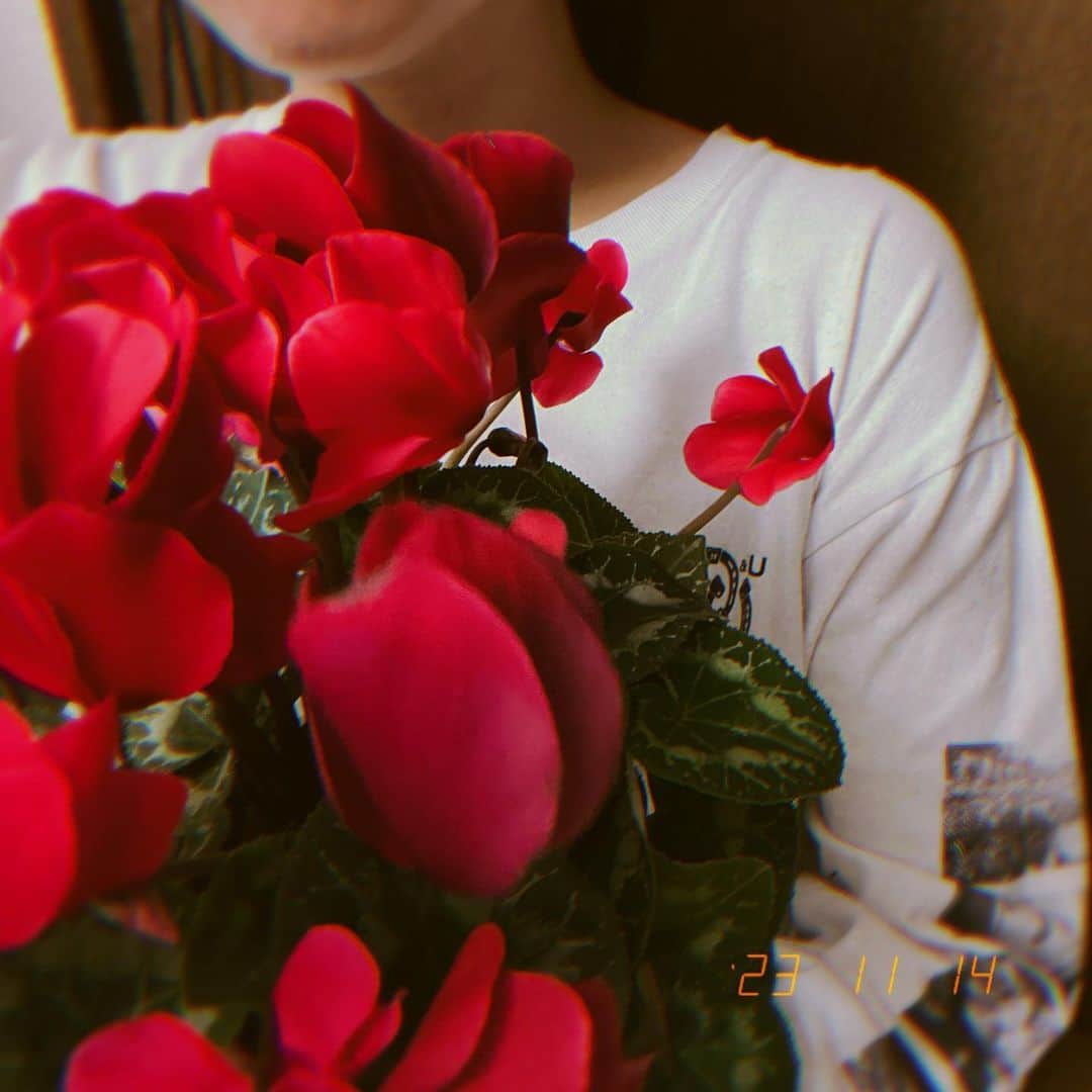 内田 菜々のインスタグラム：「* *  シクラメン .ﾟ˖ ࣪ ྀི  #november  #likeme #f4f #l4l #11월  #일본 #좋아요그램  #좋아요환영 #감성사진  #flowerstagram #flowerphotography  #tbt #instadaily #phootoftheday    ⸜⃨ ななぐらむにっき ⸝⃨  * *」
