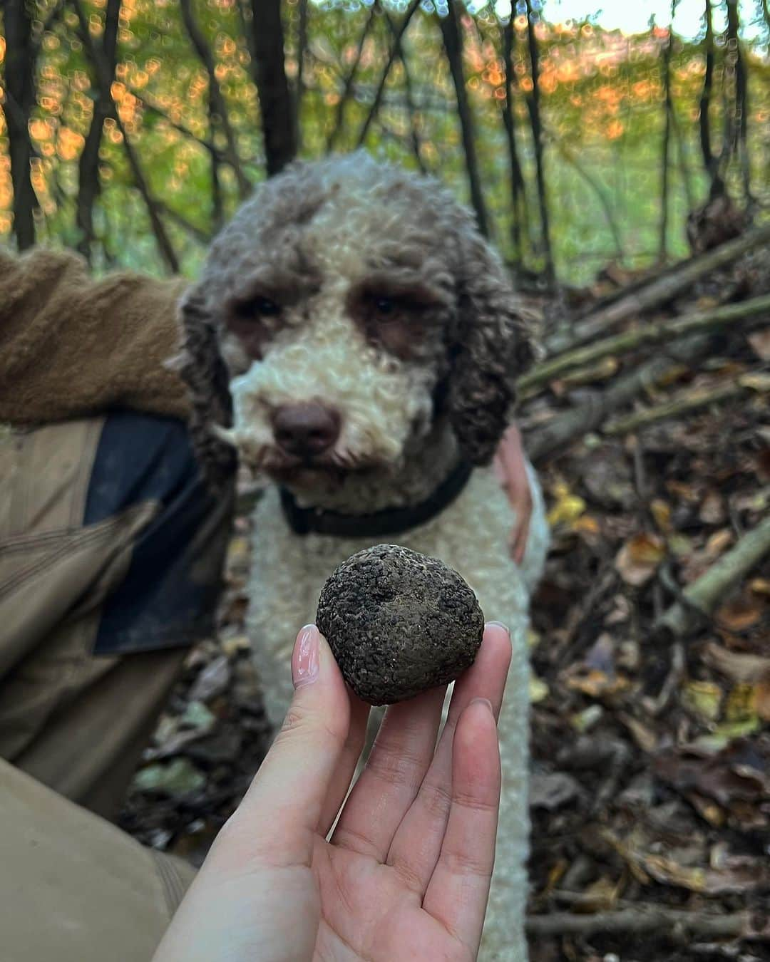 リザ・ソベラーノさんのインスタグラム写真 - (リザ・ソベラーノInstagram)「Truffle hunting in Piedmont, Italy with team @harlanholden.coffee 🍄  #HarlanCoffee #BecauseHazelnut」11月14日 21時35分 - lizasoberano