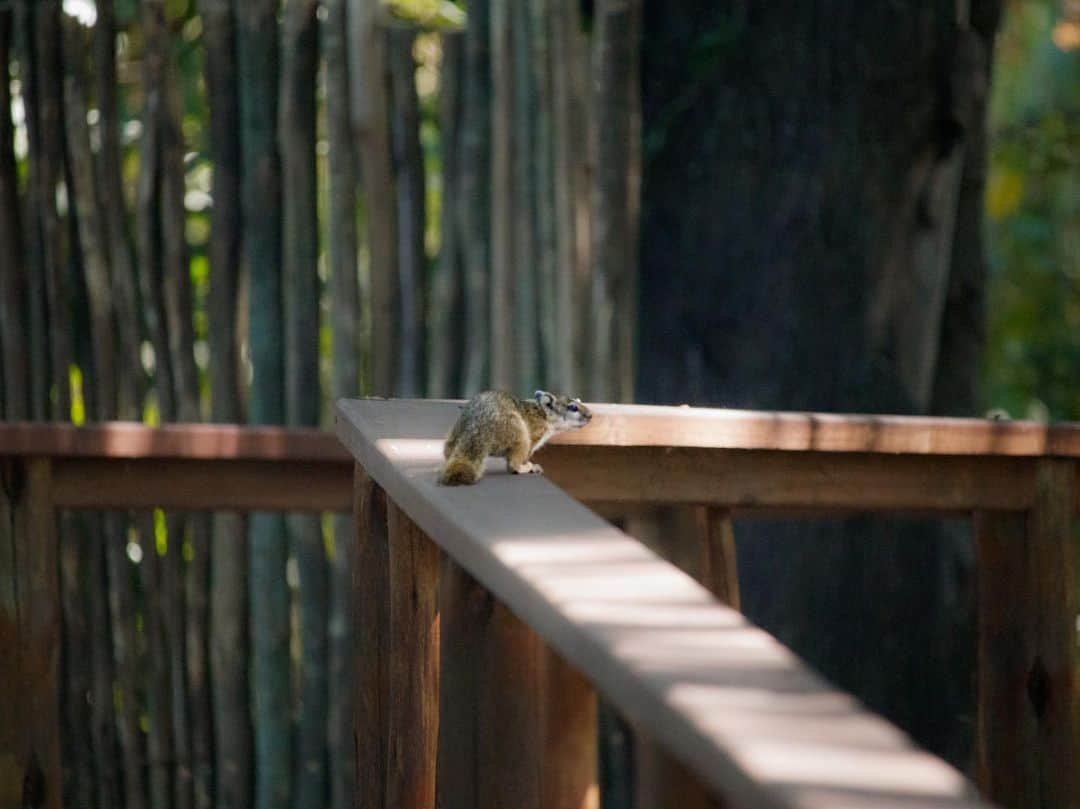 比嘉バービィさんのインスタグラム写真 - (比嘉バービィInstagram)「生きものの楽園だった湿地帯「オカバンゴ・デルタ」  カバの生態には驚きでした🦛 . .  #ボツワナ #サファリ #水上サファリ #アフリカ大陸 #アフリカ  #Botswana #okavangodelta #safari #Barby旅行記」11月14日 21時30分 - barby724