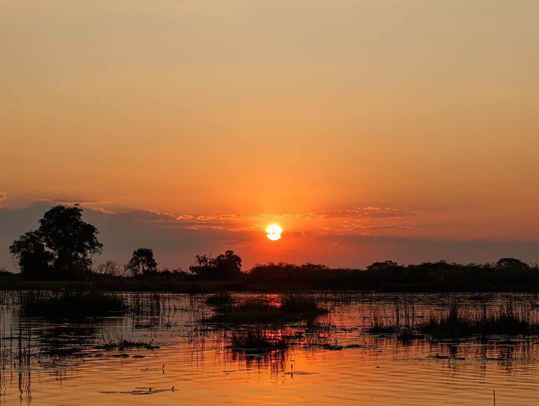 比嘉バービィさんのインスタグラム写真 - (比嘉バービィInstagram)「生きものの楽園だった湿地帯「オカバンゴ・デルタ」  カバの生態には驚きでした🦛 . .  #ボツワナ #サファリ #水上サファリ #アフリカ大陸 #アフリカ  #Botswana #okavangodelta #safari #Barby旅行記」11月14日 21時30分 - barby724