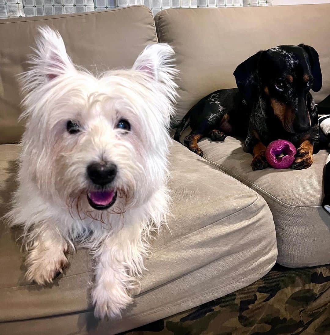 Hoykong&Plamuekのインスタグラム：「Hello!! 🥰 ปลาหมึกคั่วกลิ้งเอง #plamuek_westies #kuaglingdoxie #westiegram #dachshundsofinstagram」