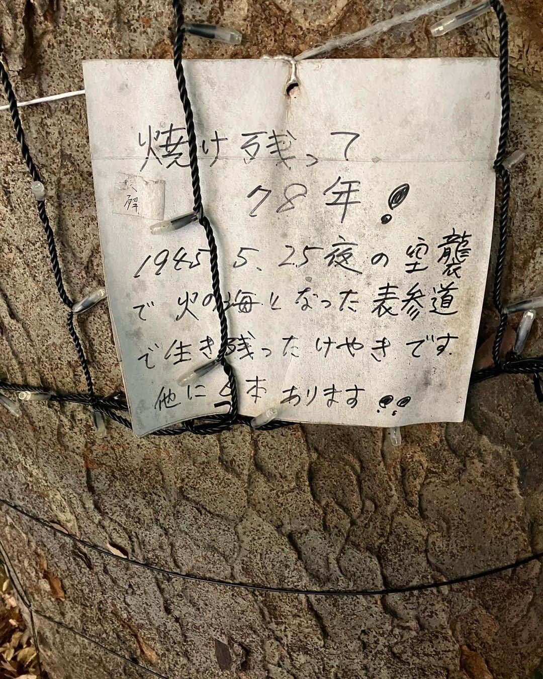 のインスタグラム：「表参道のけやき、これからキラキラ電球付けて 痛いよね〜」