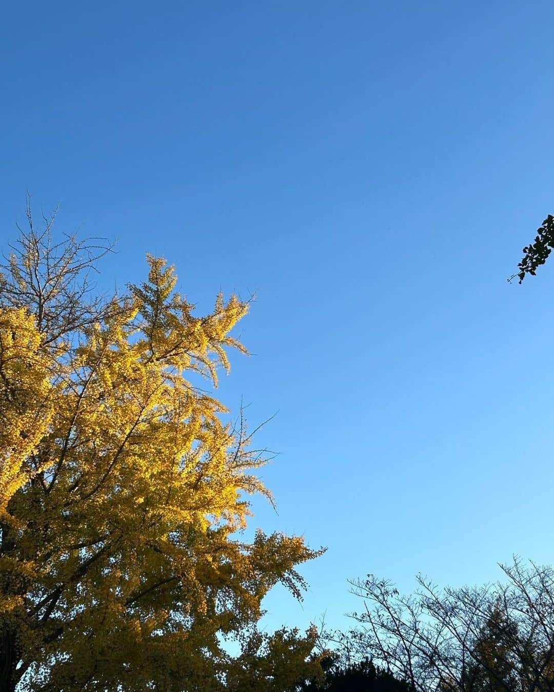 深瀬美桜さんのインスタグラム写真 - (深瀬美桜Instagram)「お散歩好き~~🚶🏼‍♀️🍂」11月14日 22時29分 - fukasemio