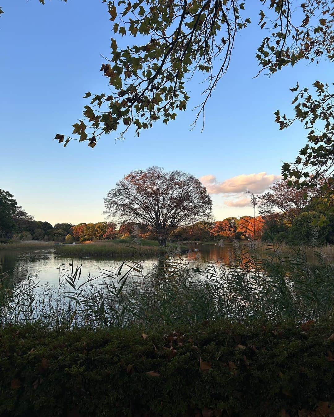 深瀬美桜さんのインスタグラム写真 - (深瀬美桜Instagram)「お散歩好き~~🚶🏼‍♀️🍂」11月14日 22時29分 - fukasemio