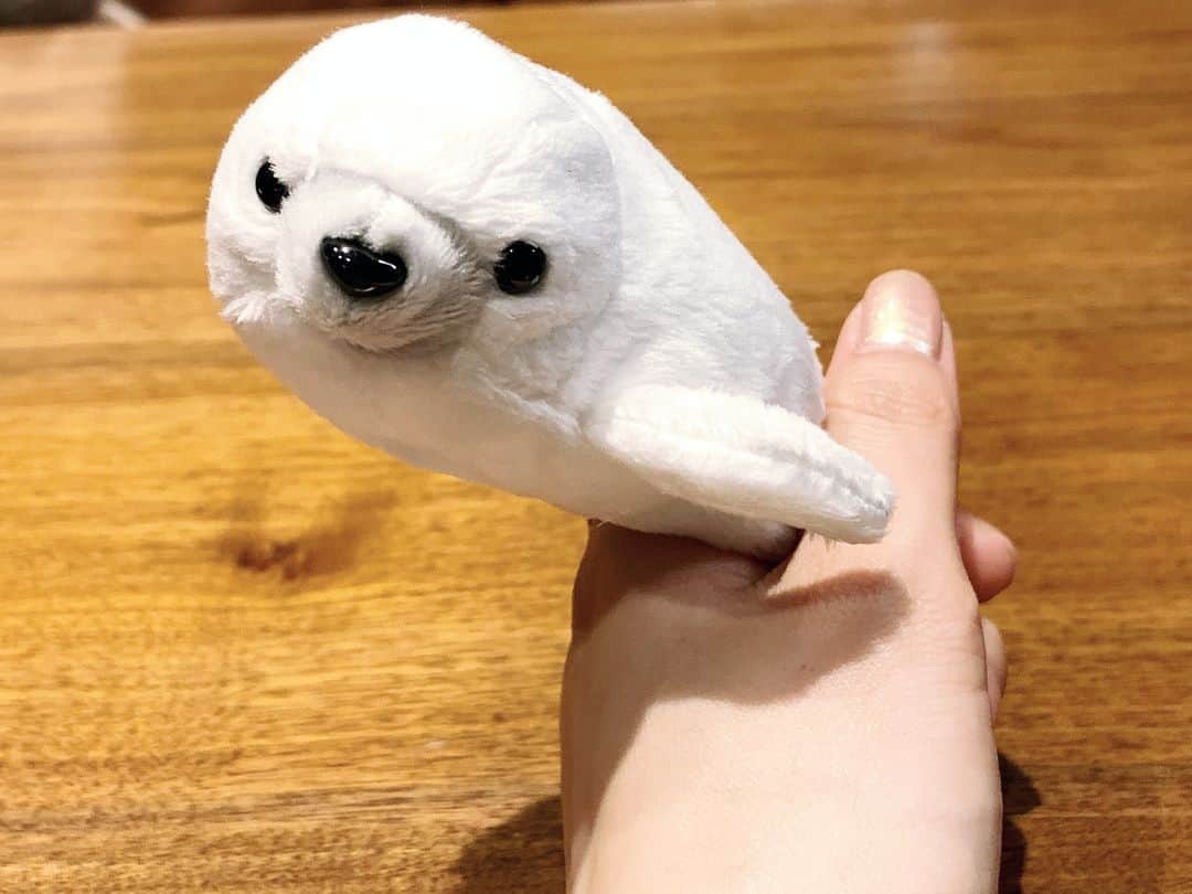 小谷実由のインスタグラム：「撮影の空き時間に発見してしまった🦭マネージャーが買っていいって言ったから(オットへの言い訳)買いました🦭良いサイズ良い顔」