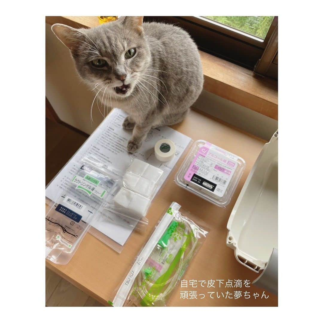 こむぎさんのインスタグラム写真 - (こむぎInstagram)「* 夢ちゃんのこと (9枚目の写真は亡骸が写るので苦手な方はご注意下さい)  岐阜多頭飼育崩壊現場出身の夢ちゃん、2023年11月12日にお空へ旅立ちました。 慢性腎不全で昨年秋から投薬をスタートして、今年の夏から皮下点滴を行っていました。  ご飯の食べる量も段々と少なくなり体重は落ちていましたが、それでも穏やかに過ごしてきました。 亡くなる前日から急に体調が悪くなり、歩くのもよたよたでご飯をいっさい受け付けなくなり…。 たまたま11日土曜日に夫が夢ちゃんに会いたいとのことで一緒に行ったところ体調が悪くなってきたところで、慌てて里親さんと一緒に病院へ駆けつけました。  点滴と吐き気止めの注射しか出来ることもなく、入院か自宅で様子を見るかという話になり、もう夢ちゃんに残された時間はわずかなのかもと感じ、入院で辛い思いをさせるよりも安心できる自宅で様子を見ることに。 その晩、里親さんがお手手を握ってあたためながら永眠しました。  いつも病院へ行く時は静かにしている夢ちゃんが、珍しくその時は大きな声で鳴いて、もしかしたら「なんで病院へ連れていくの！」「病院に置いていかないで！」と言っていたような気がします🥲 以前にも入院したことがあったので、何か感じとったのかなと😂  体調が悪くなる前日までは普通に過ごしていて、里親さんのお膝に乗って甘えていた夢ちゃん。 苦しかったのは1日だけだったので、夢ちゃんにとって辛い時間が短かったのは良かったことなのかなと思います。  2019年から岐阜多頭崩壊現場のレスキューがスタートして、1番最初に我が家へやって来た子が夢ちゃんでした。  口内炎が酷くて、1番最初に全抜歯手術を受けたのも夢ちゃん。本当に小柄な子で、風邪もひきやすくて、体が強いとは言えない感じでしたが、昨年慢性腎不全とわかってから治療もよく頑張ってくれたと思います。  里親さんがご近所さんということもあり、譲渡後もよく会いに行ったり、昨年は我が家に里帰りしていた期間もあったりで、いつか別れはやってくると覚悟はしていたものの、想像よりもはるかにショックが大きくて…。 私の中で夢ちゃんは特別な子だったんだなと再認識しました。 本当に本当に可愛い子でした。  お空にはこむぎもいるし、同じ崩壊現場出身のはなちゃんやしおくんもいる。今頃みんなに会えているかなぁ。  写真はねこのきもちの表紙にもなったサクラと夢ちゃん。 里親さんの元で一緒に暮らしていたココちゃんとは仲良しとは言えなかったけど、それなりのバランスで楽しく過ごせていたと思います。 何せマイペースな性格だったので、遊びたいココちゃんに追いかけられてもそこまで気にしてなかったかなと😂  亡骸の写真は載せるか悩みましたが、里親さんもたくさんお花を用意してくださって、小柄な夢ちゃんの体が隠れてしまうほどで、幸せな子だったなと感じることができたの載せることにしました🙇🏻 お花のお洋服着て旅立ったんだなと☺️  どうしても関わる子が増えると、こうした辛いこともやってくるけど、それ以上に一緒に過ごせた時間は宝物だし、色んなことを教えてくれました。 慢性腎不全は猫にとって他人事ではない病気なので、みんなちゃんと健康診断(血液検査、エコー、尿検査など)をしっかり受けてね！🙇🏻日頃からおしっこの量や回数、色なども把握しておくと安心🙇🏻 悪くなった腎臓は元に戻らないので、早期発見が本当に大切です🙇🏻🙇🏻🙇🏻  土曜に会いに行ったのは偶然だったけど、夫婦で夢ちゃんに会うことが出来て、よしよしするとゴロゴロと喉を鳴らしてくれました。私たちが来たことわかってたんじゃないかなと思います。 もしかしたら夢ちゃんに呼ばれたのかなぁ…。  可愛い可愛い夢ちゃん、本当に頑張りました。 懸命にお世話してくださった里親さんありがとうございました🙇🏻 応援くださった皆様も本当にありがとうございました🙇🏻🙇🏻🙇🏻  #岐阜多頭崩壊レスキュー」11月14日 22時56分 - tomochunba