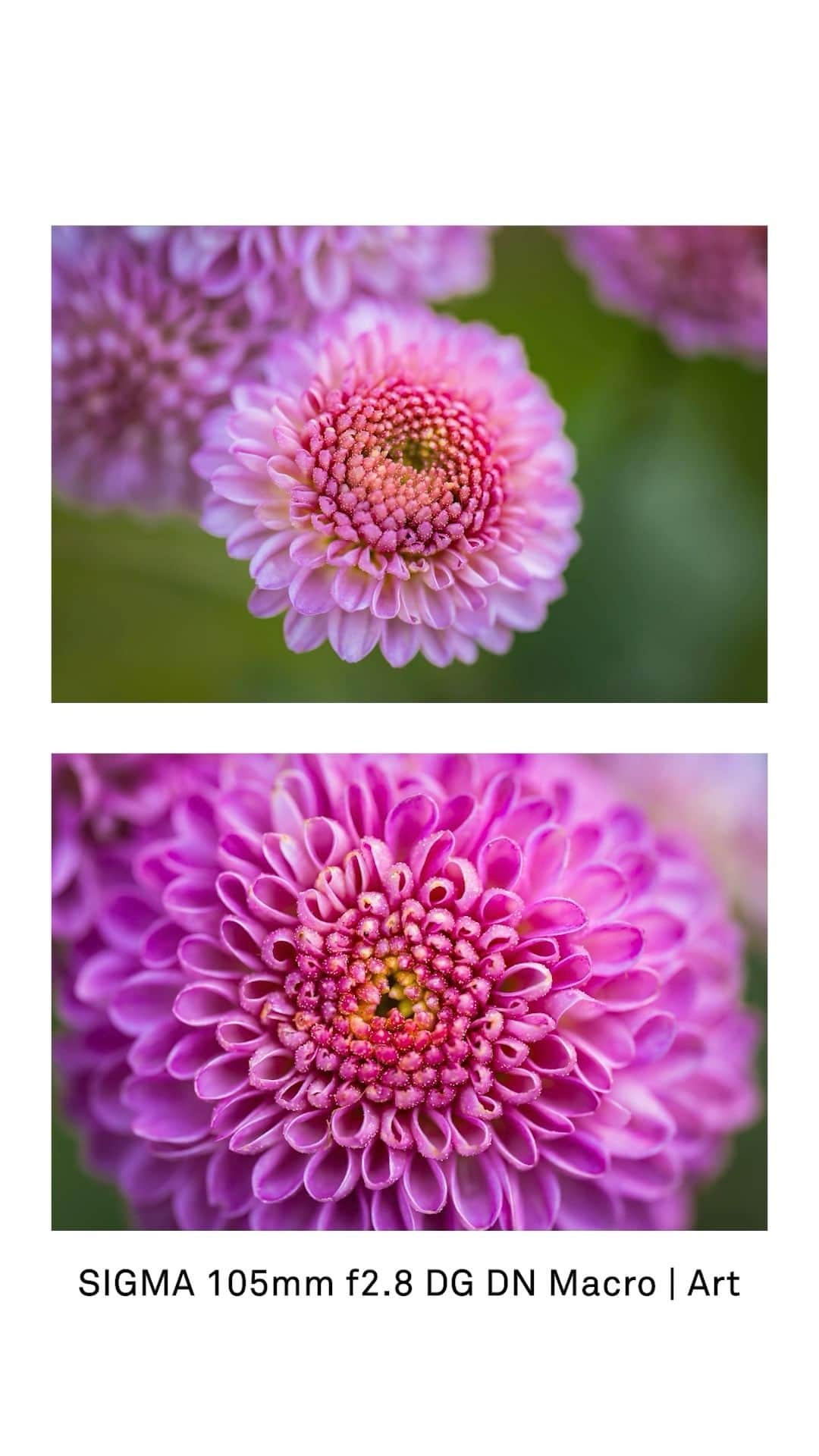 Sigma Corp Of America（シグマ）のインスタグラム：「SIGMA Ambassador @heatherlarkin.fairyography teamed up with @samys_camera a few weeks ago to host a Macro Photography class and here is how it went!   🌸 Were you able to join us for this event? To check out all upcoming SIGMA events, visit bit.ly/sigma-events or click the link in our bio 🌸  #SIGMA #SIGMAphoto #photo #photography #macrophotography #macrophoto #photoevent #sigma105mmmacro #macrolens」